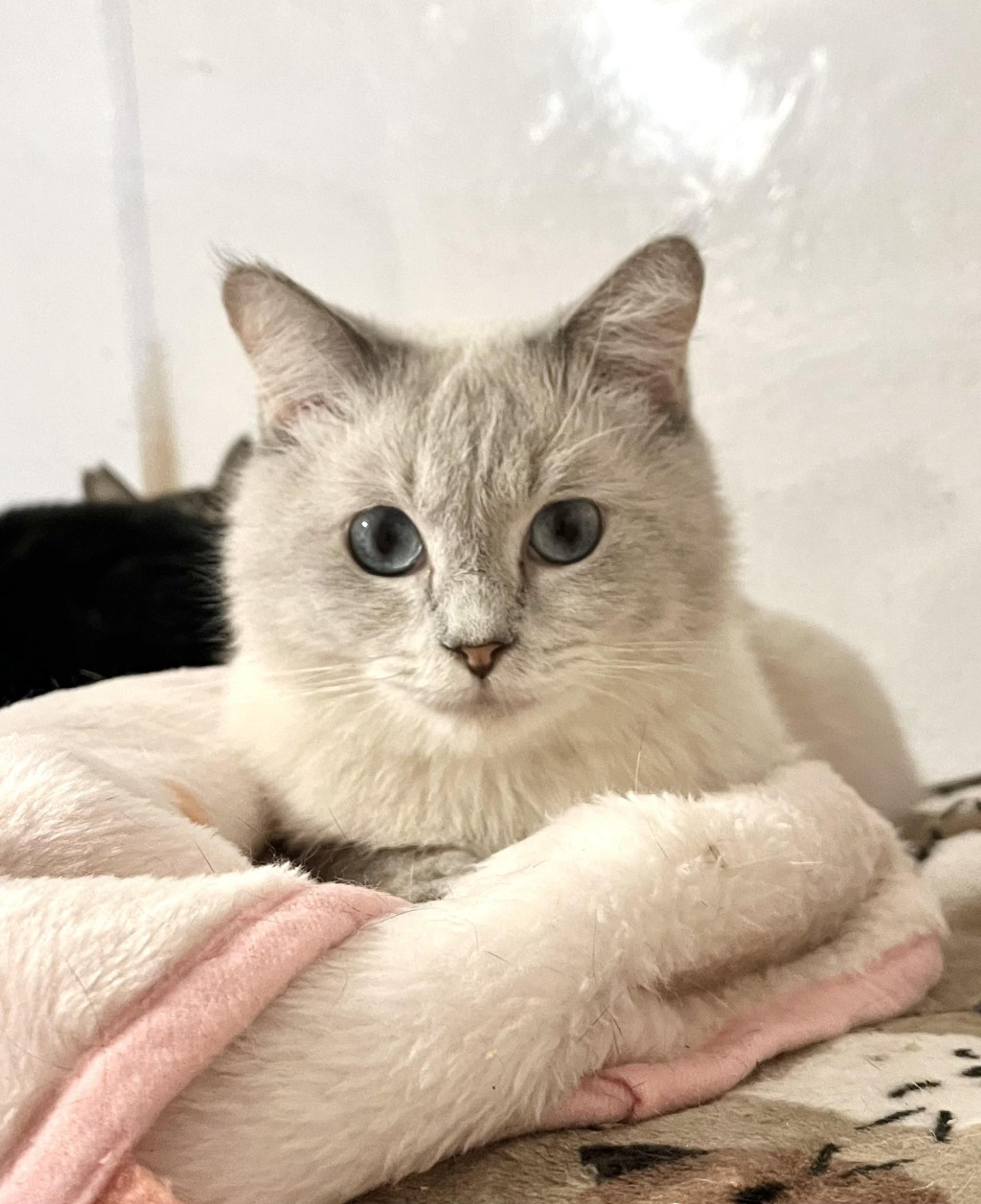 pet-image-2
