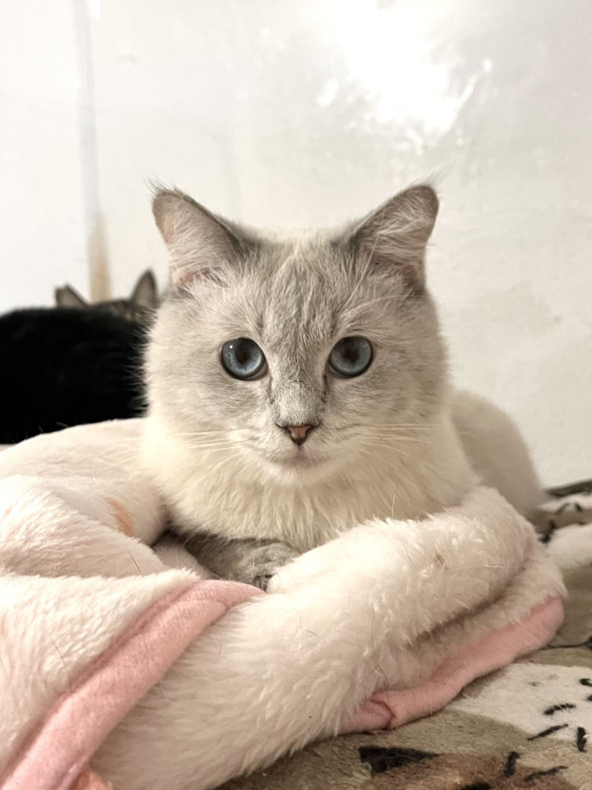 雑種（ミックス猫）・オスの里親募集の写真