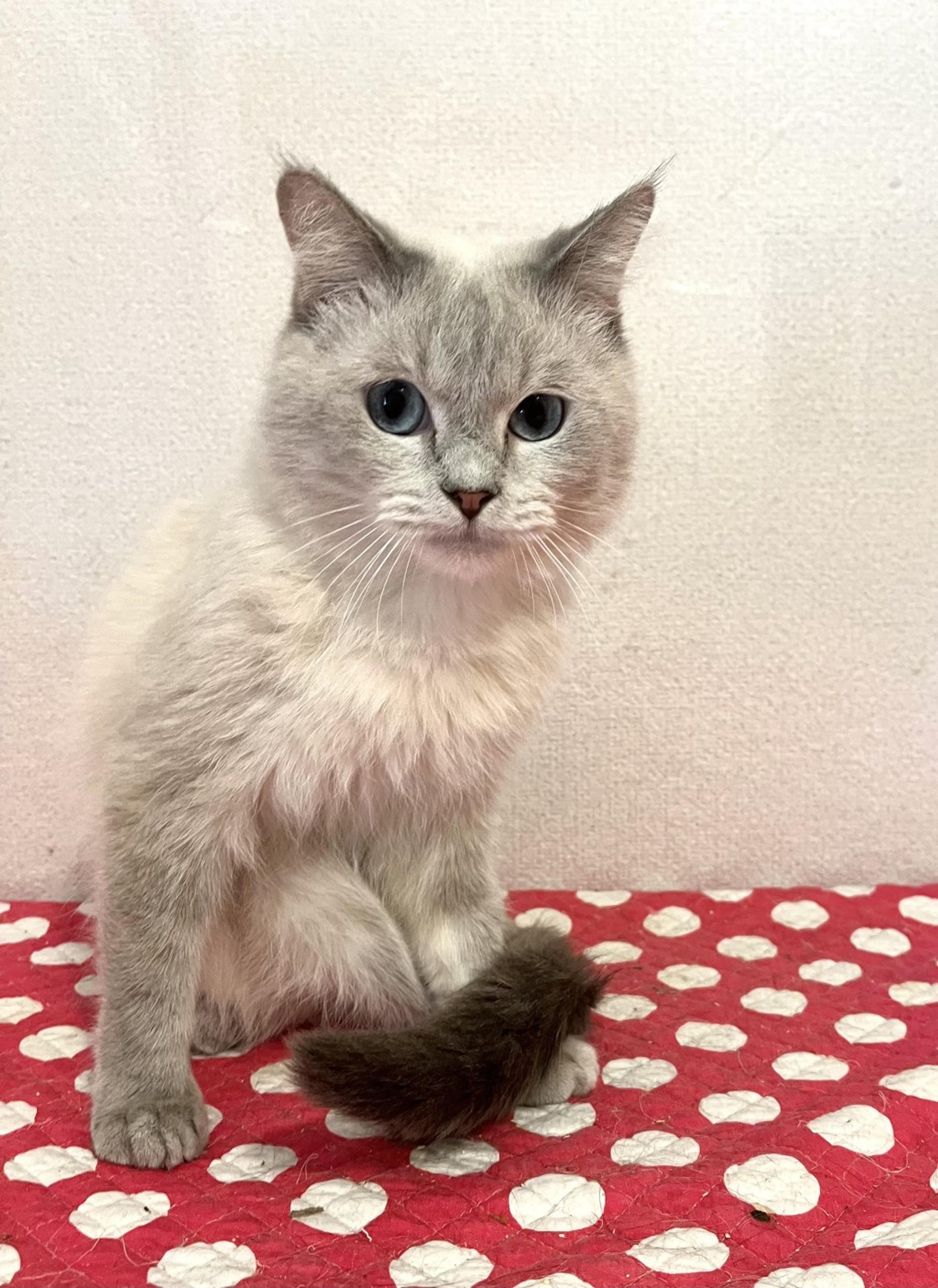 pet-image-6
