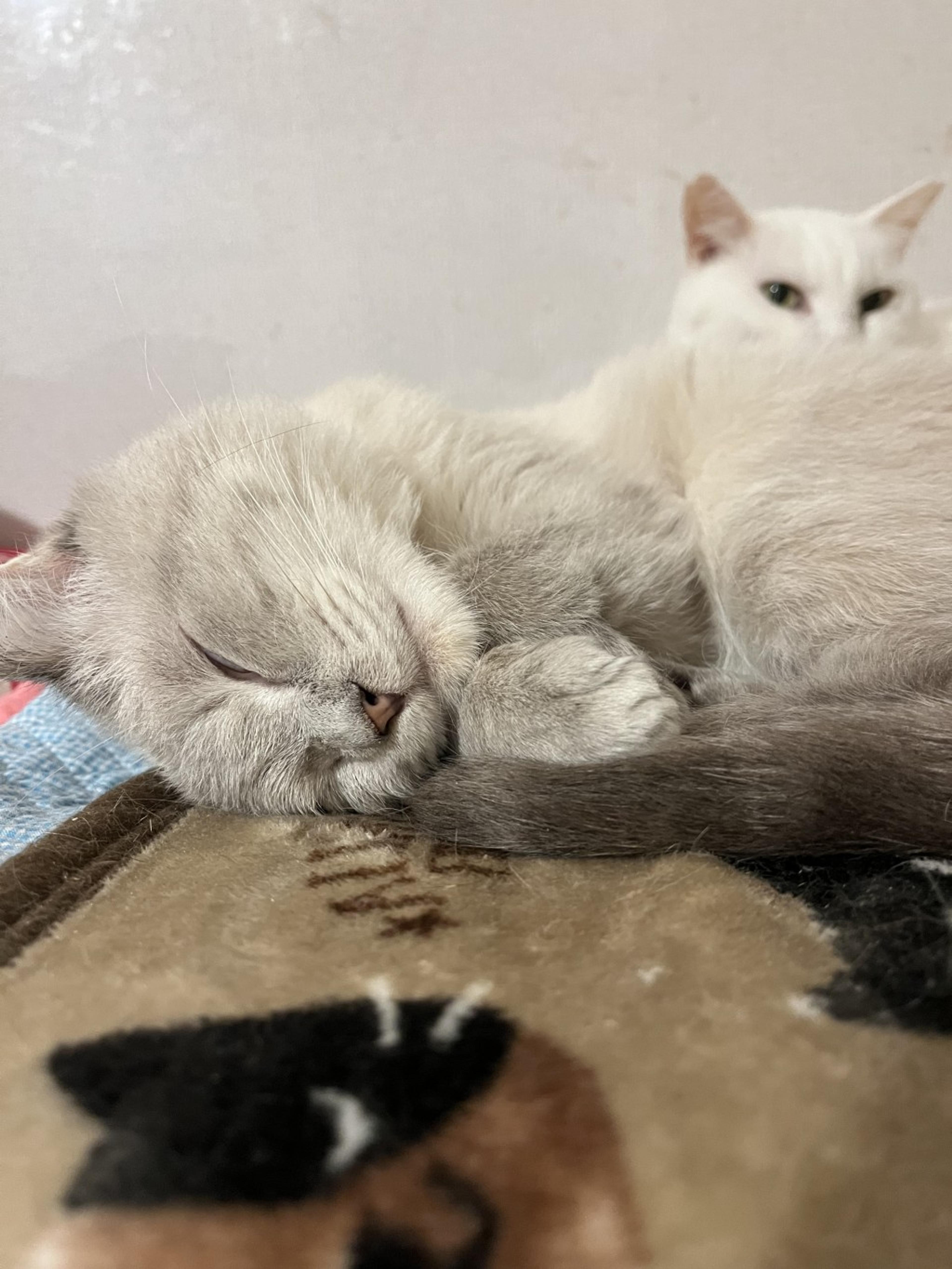 pet-image-7