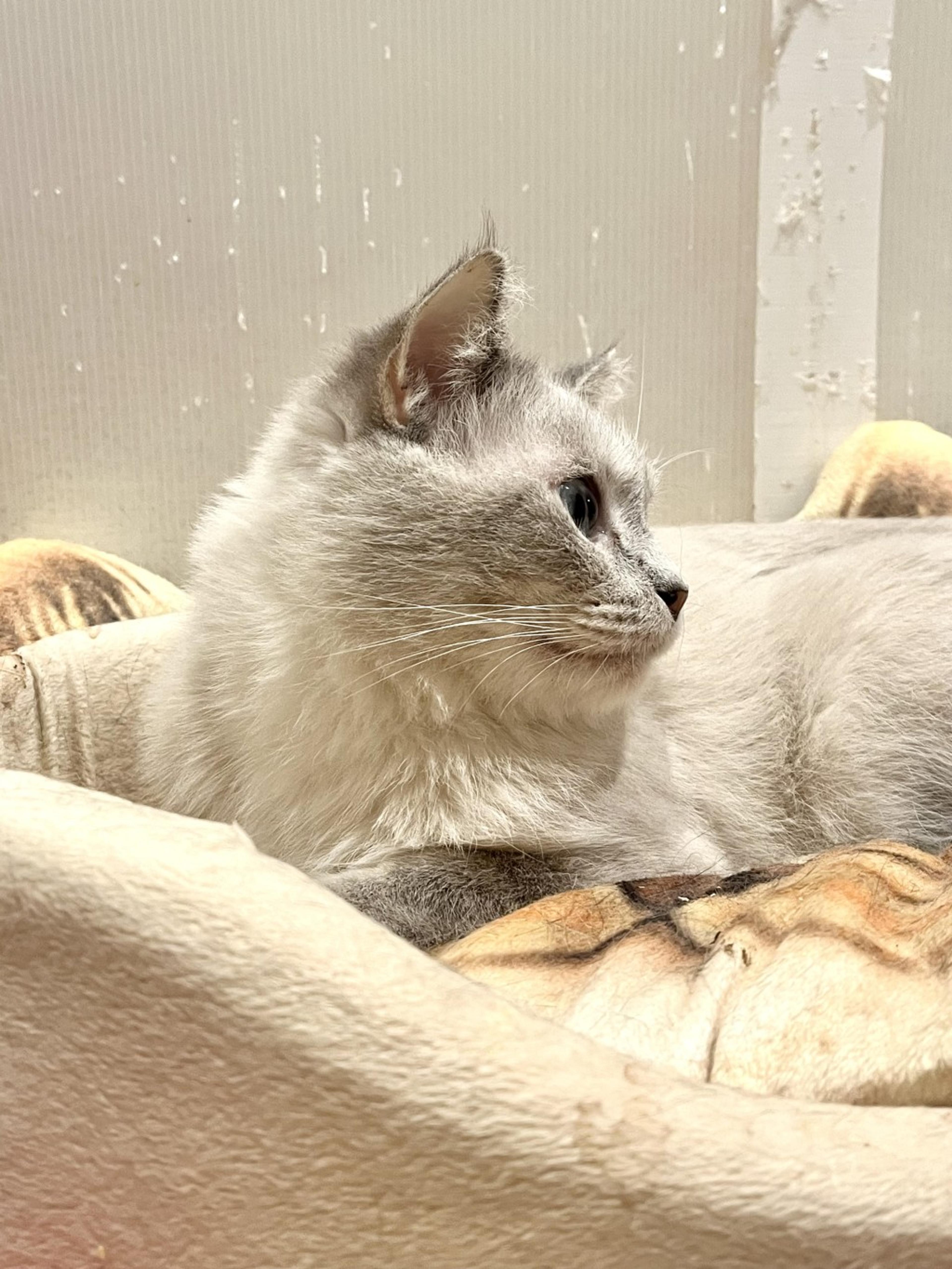 pet-image-5
