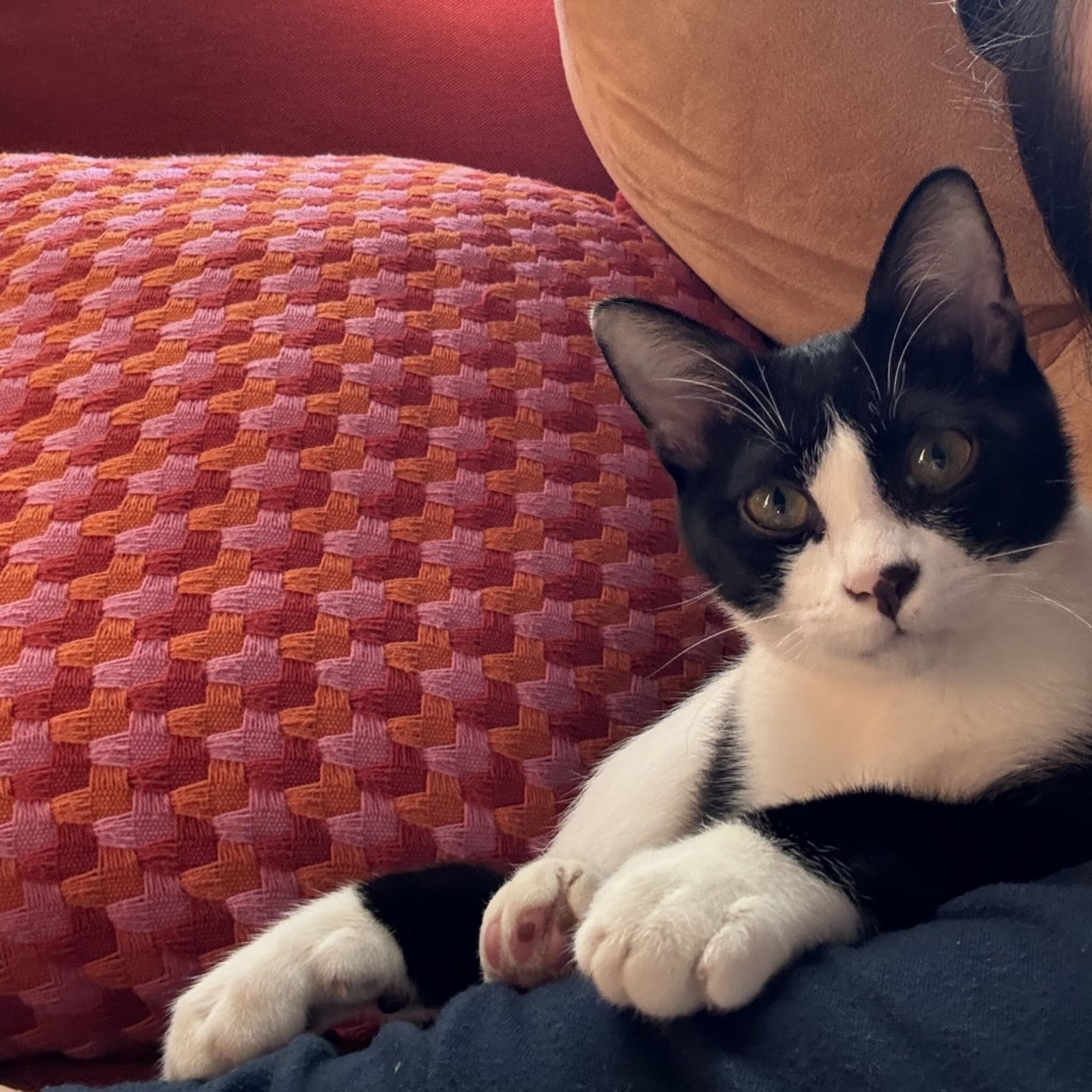 pet-image-7