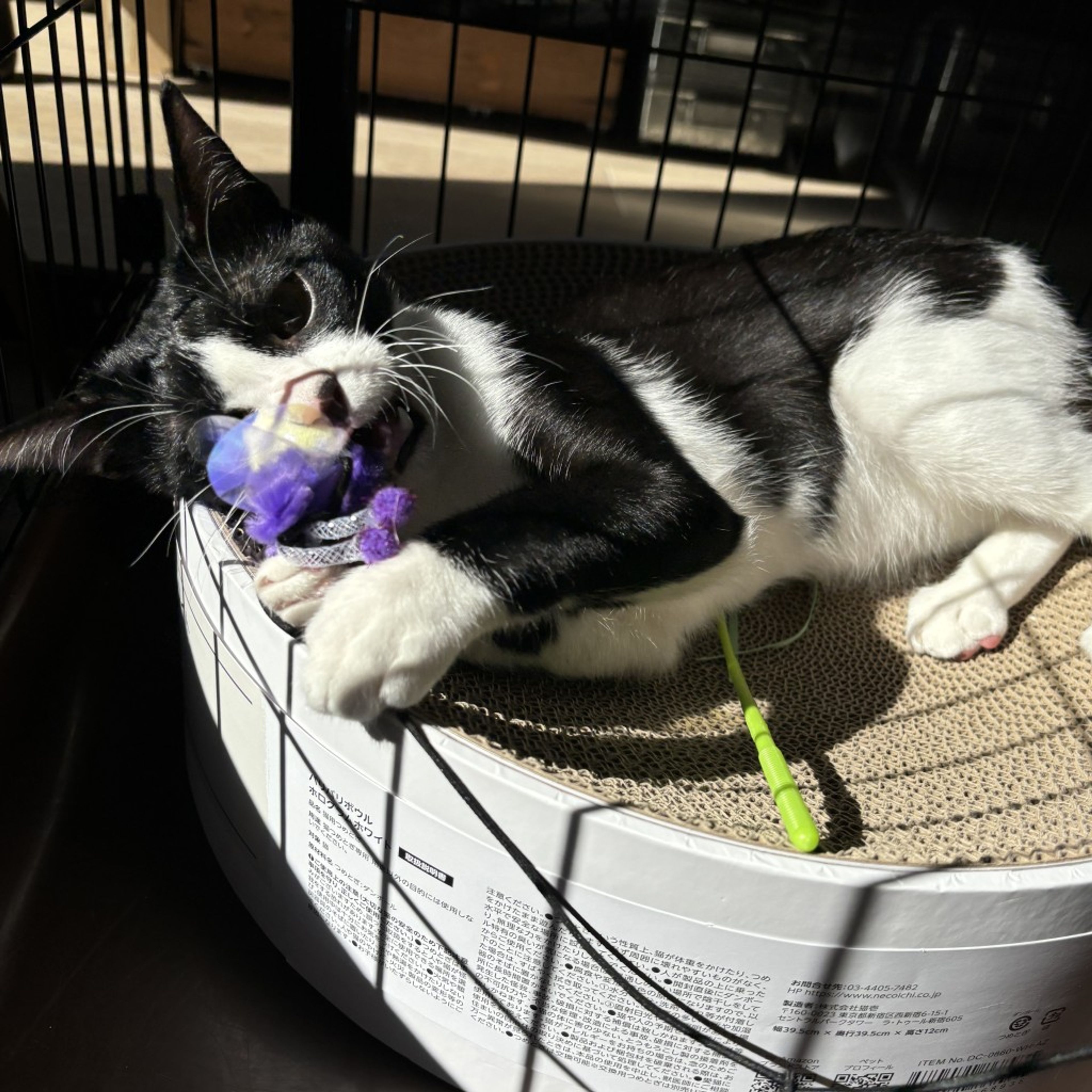 pet-image-9