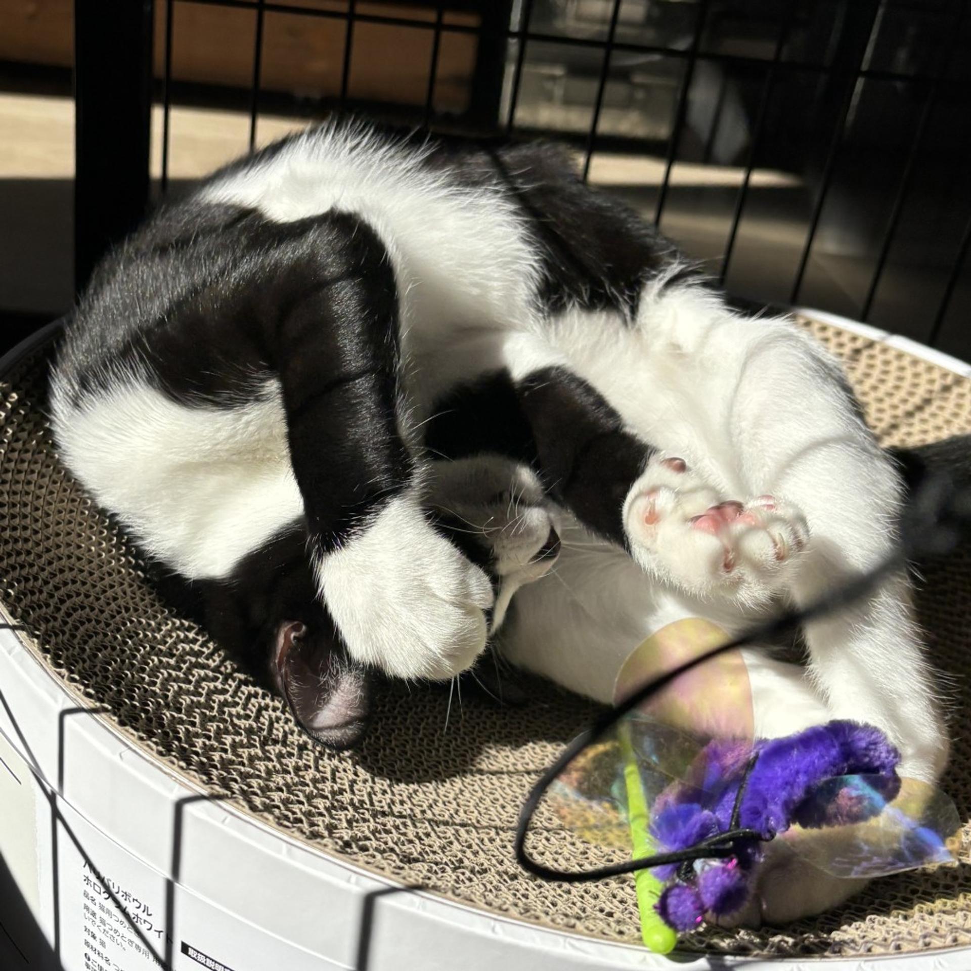 pet-image-6
