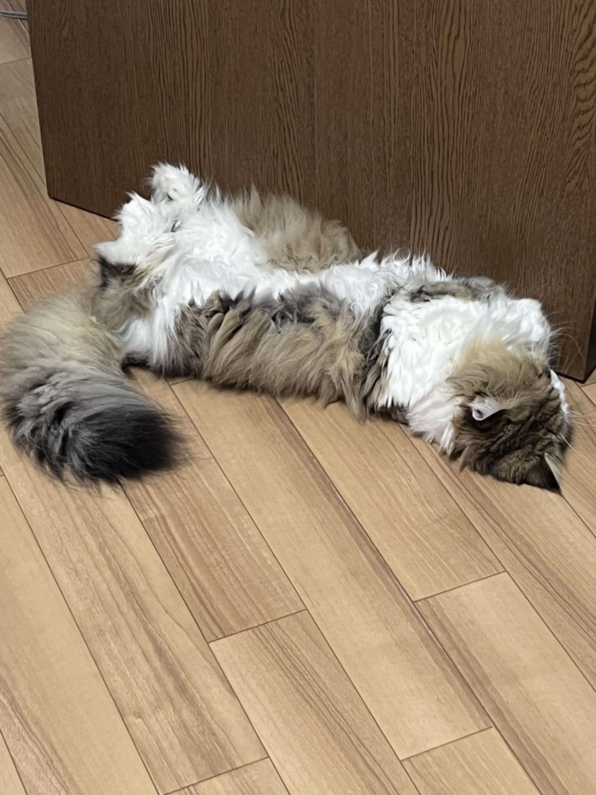 pet-image-5