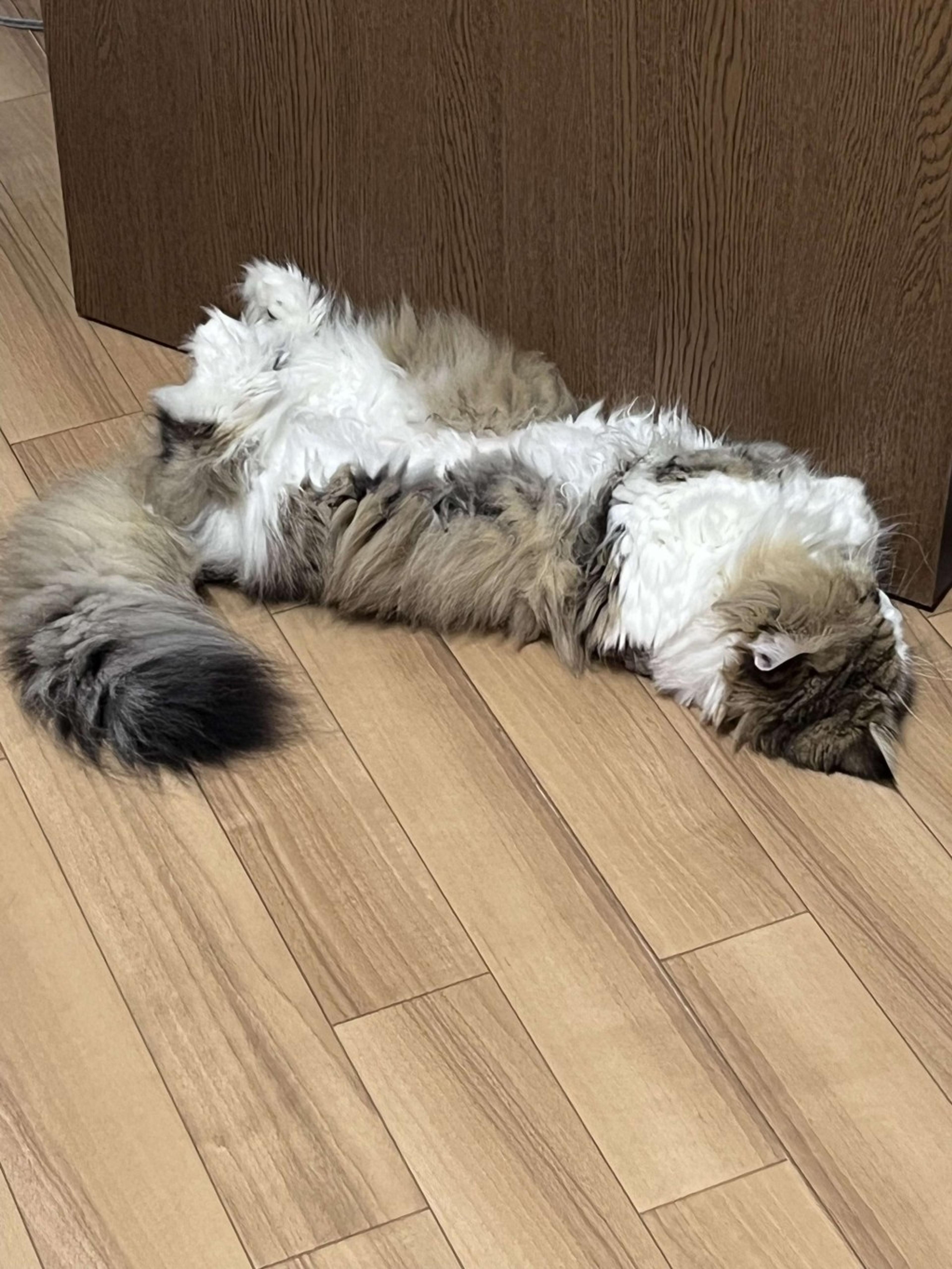 pet-image-5