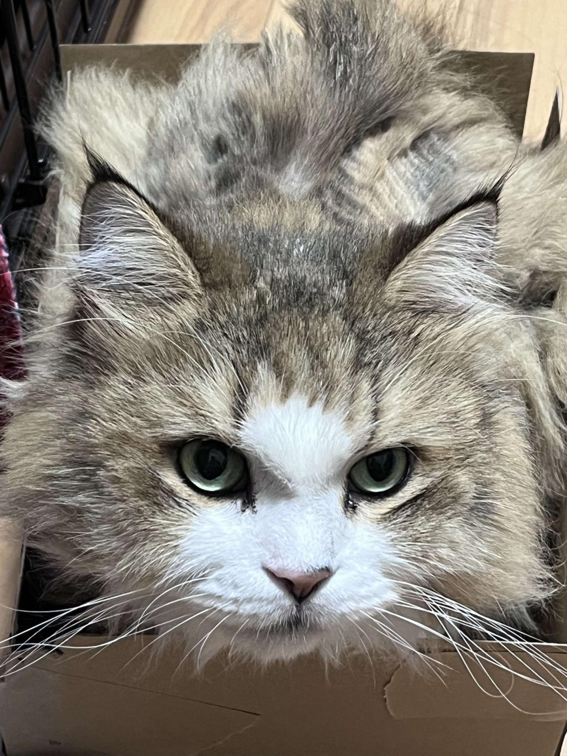 pet-image-9