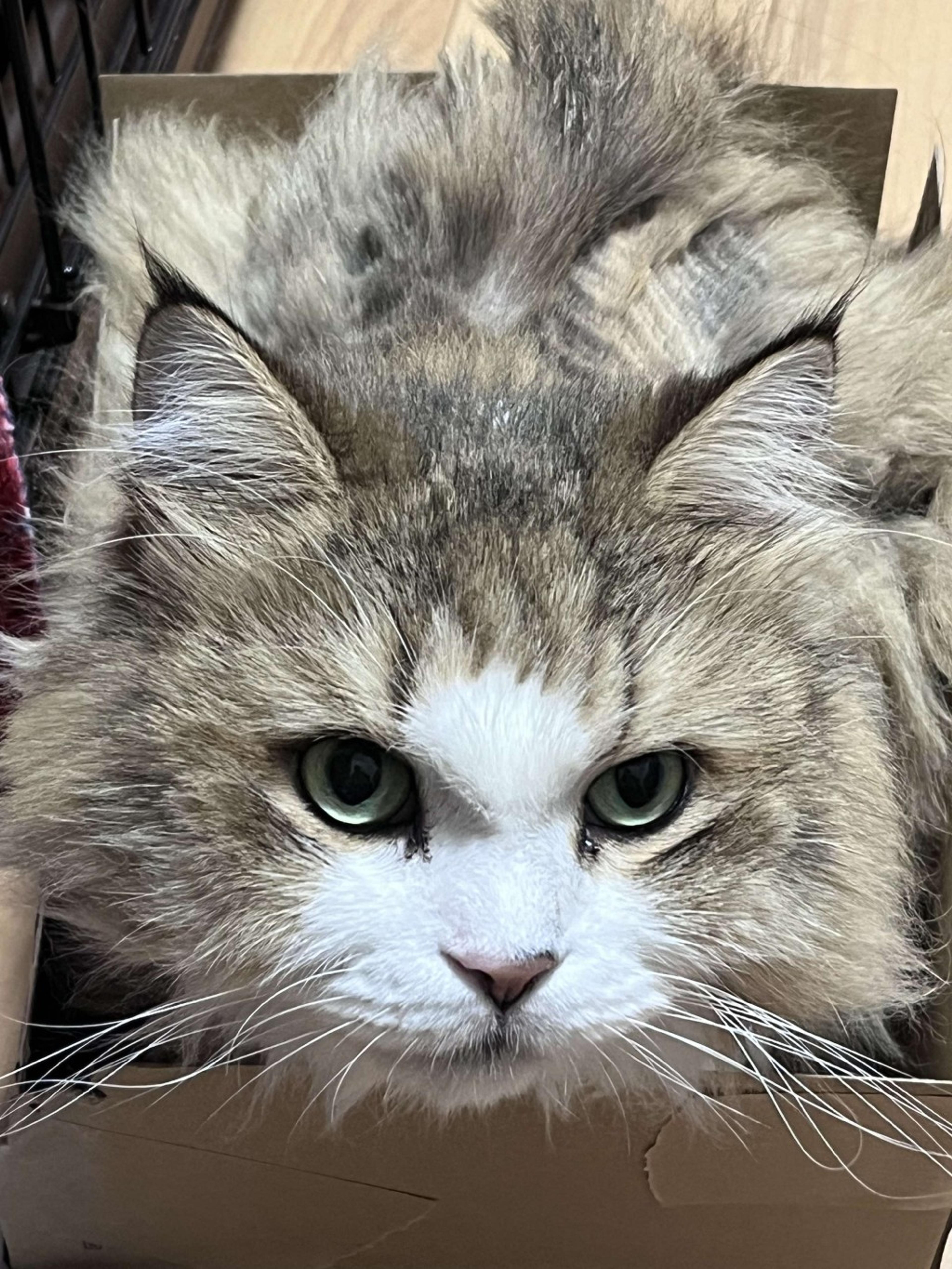 pet-image-9