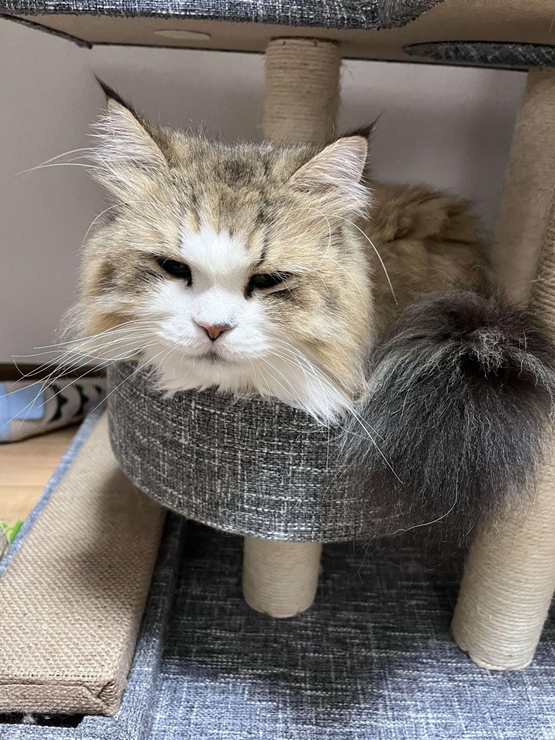 pet-image-2