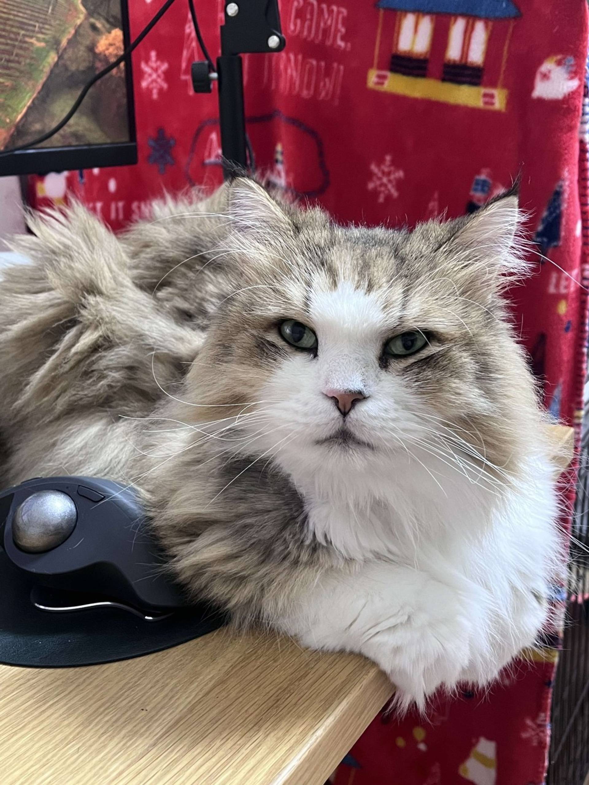 雑種（ミックス猫）・オスの里親募集の写真