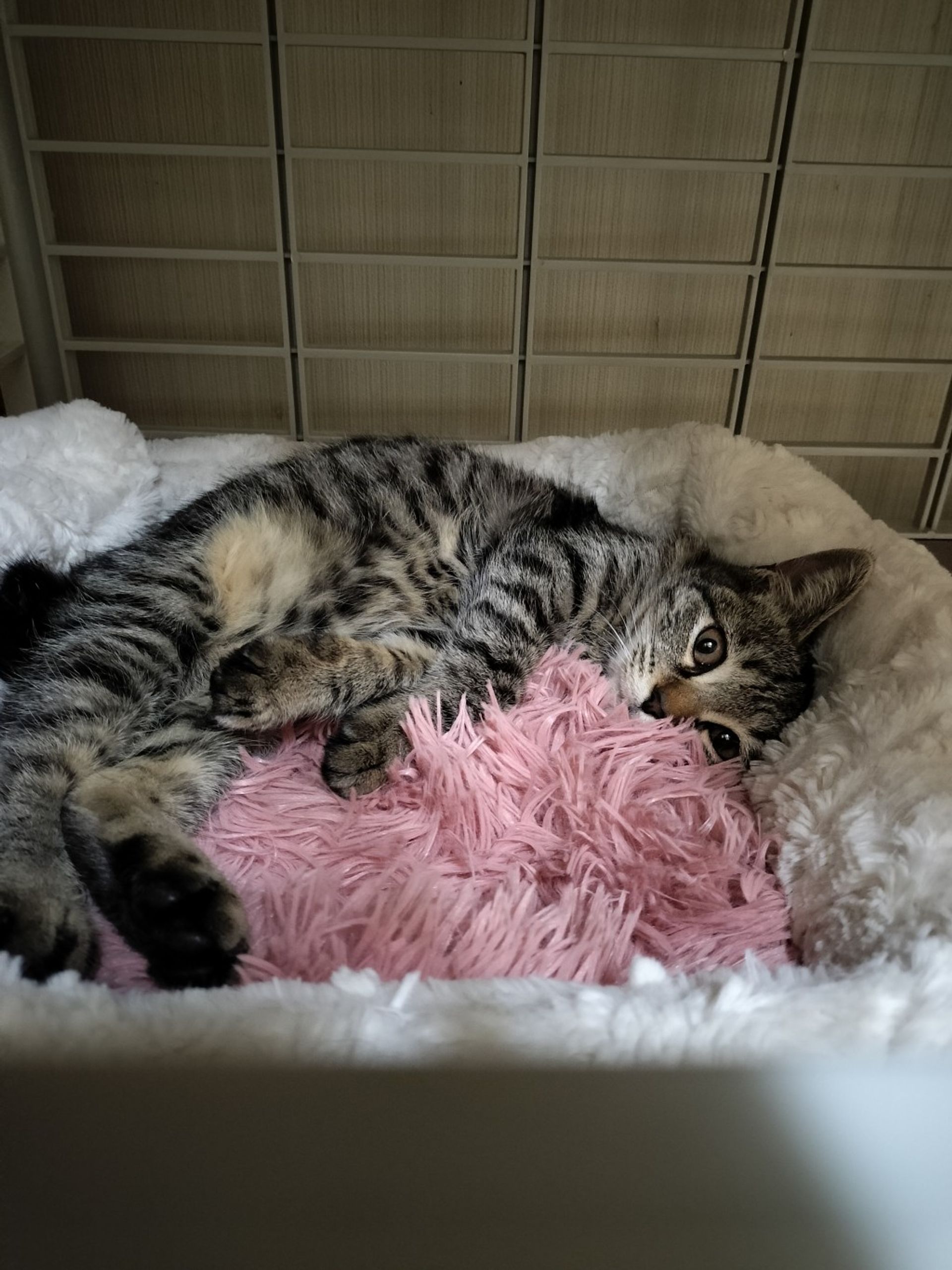 雑種（ミックス猫）・メスの里親募集の写真