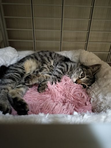 ピコの写真