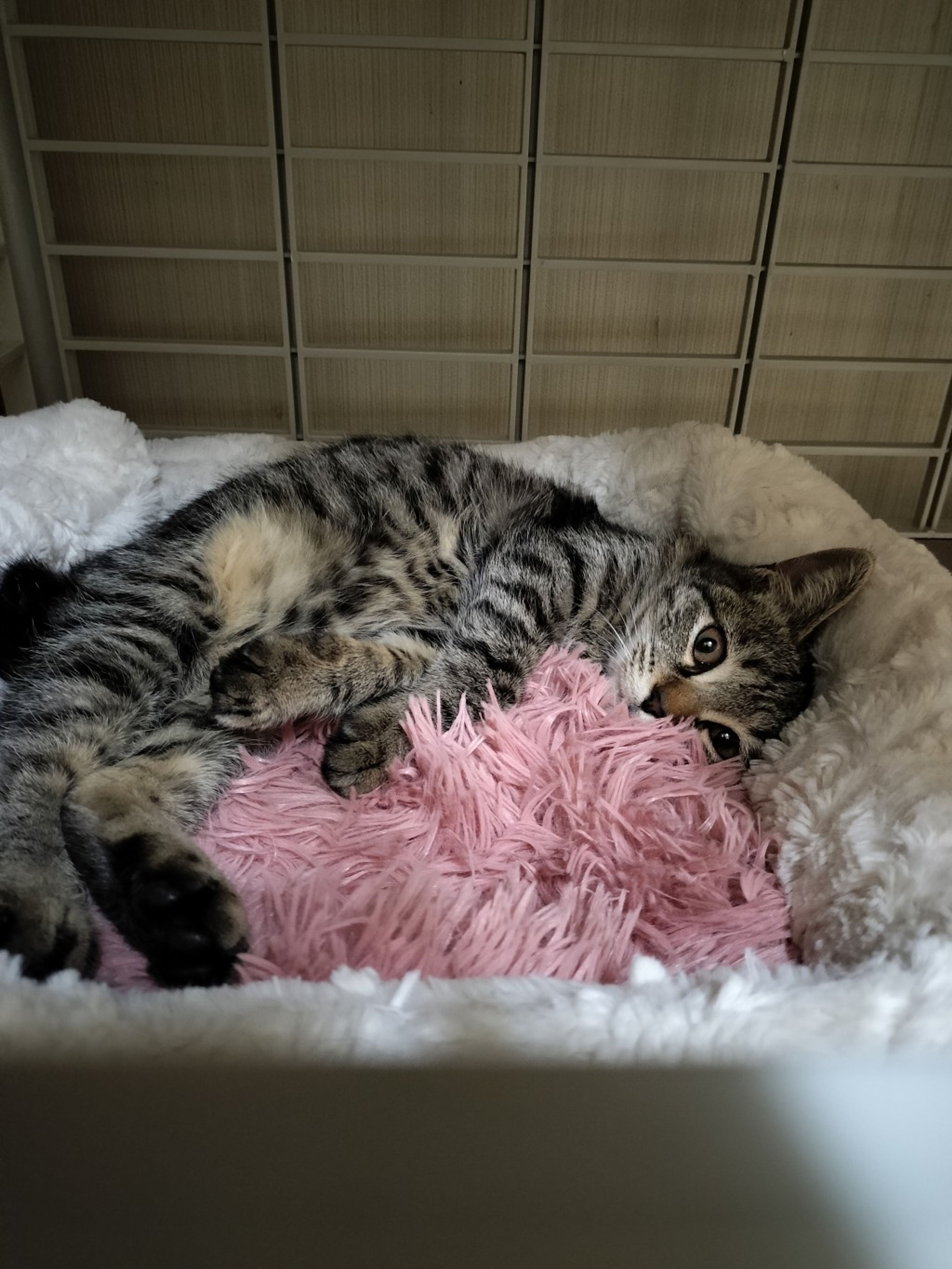 雑種（ミックス猫）・メスの里親募集の写真