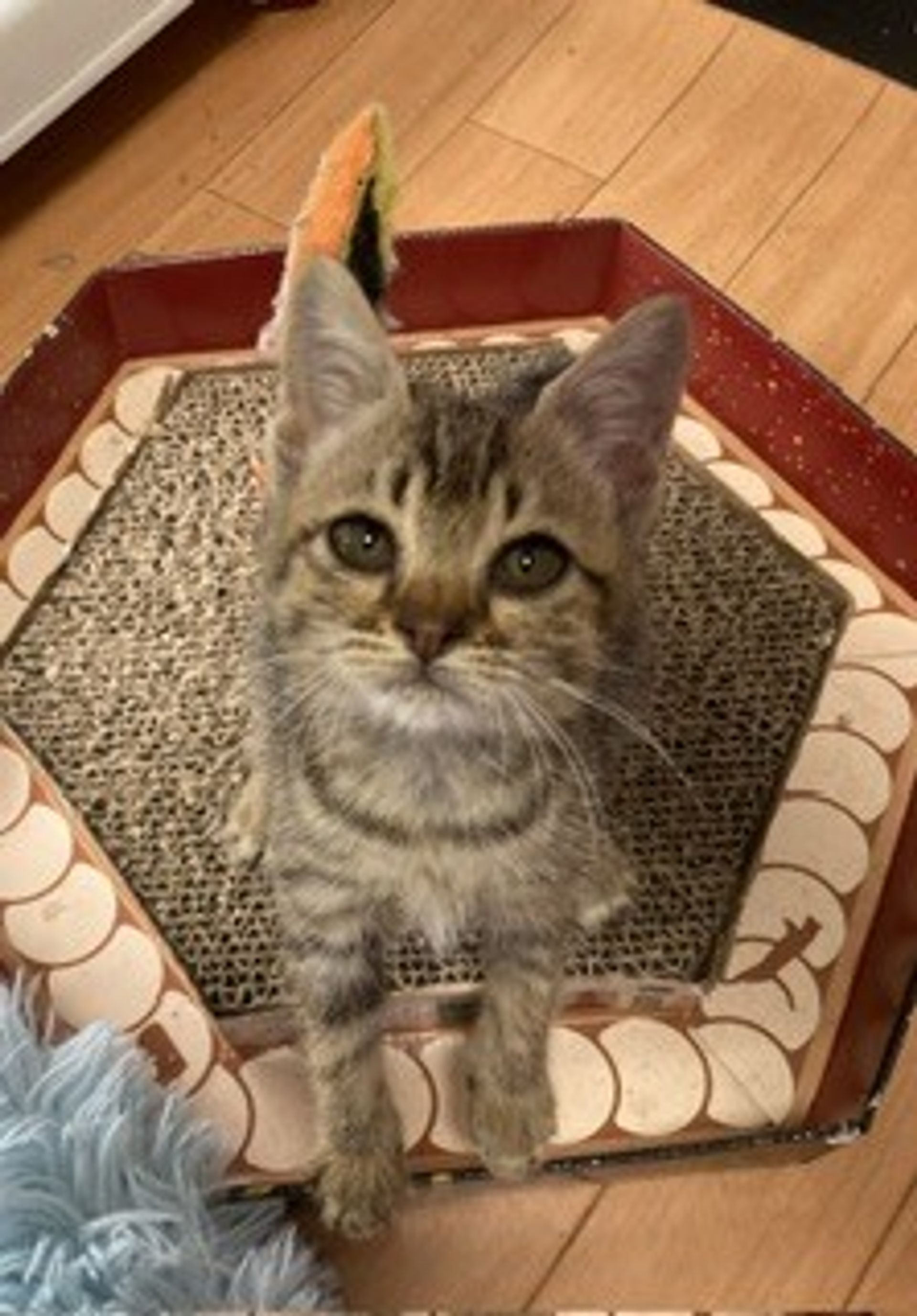 雑種（ミックス猫）・オスの里親募集の写真