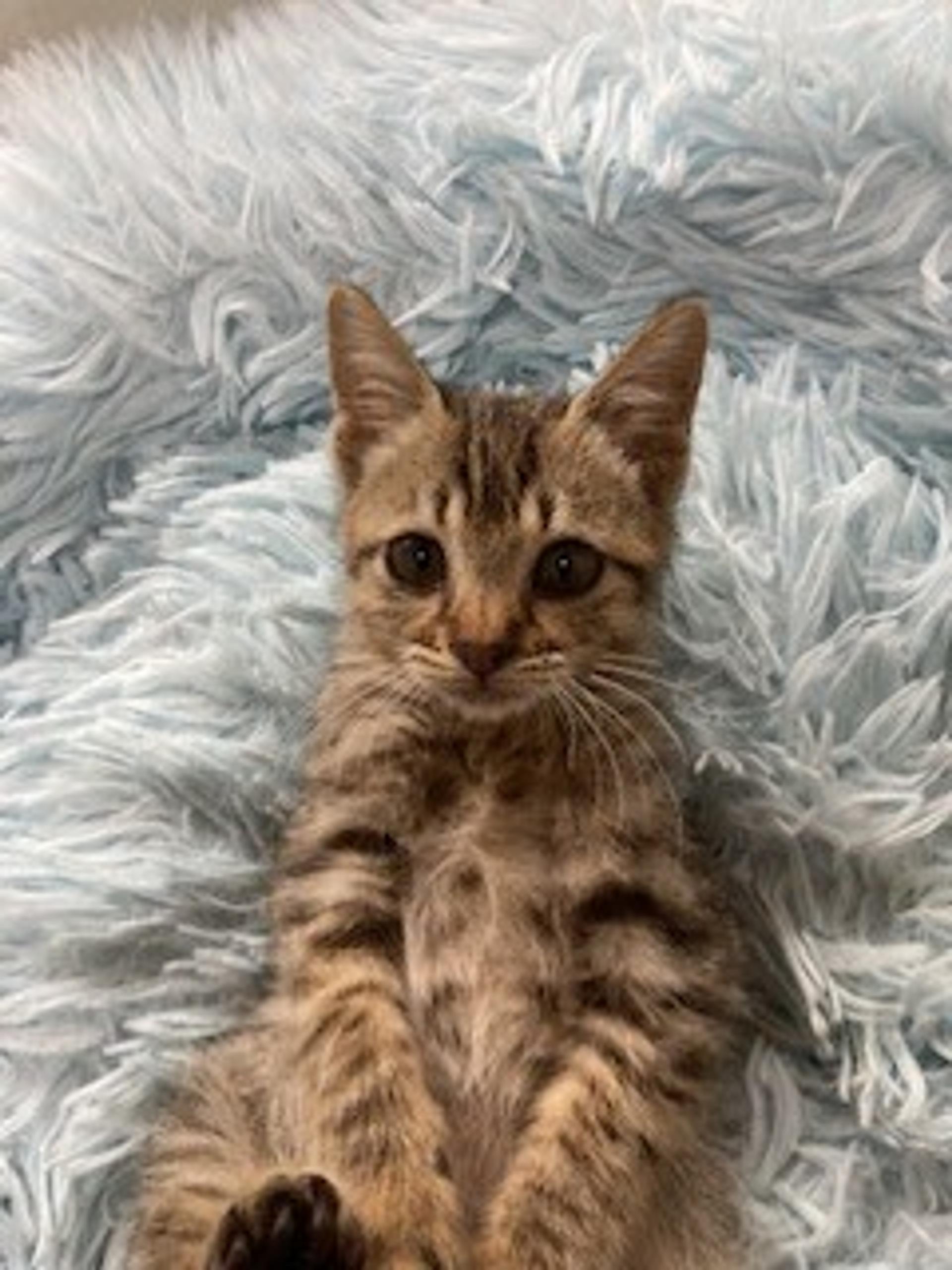 pet-image-2
