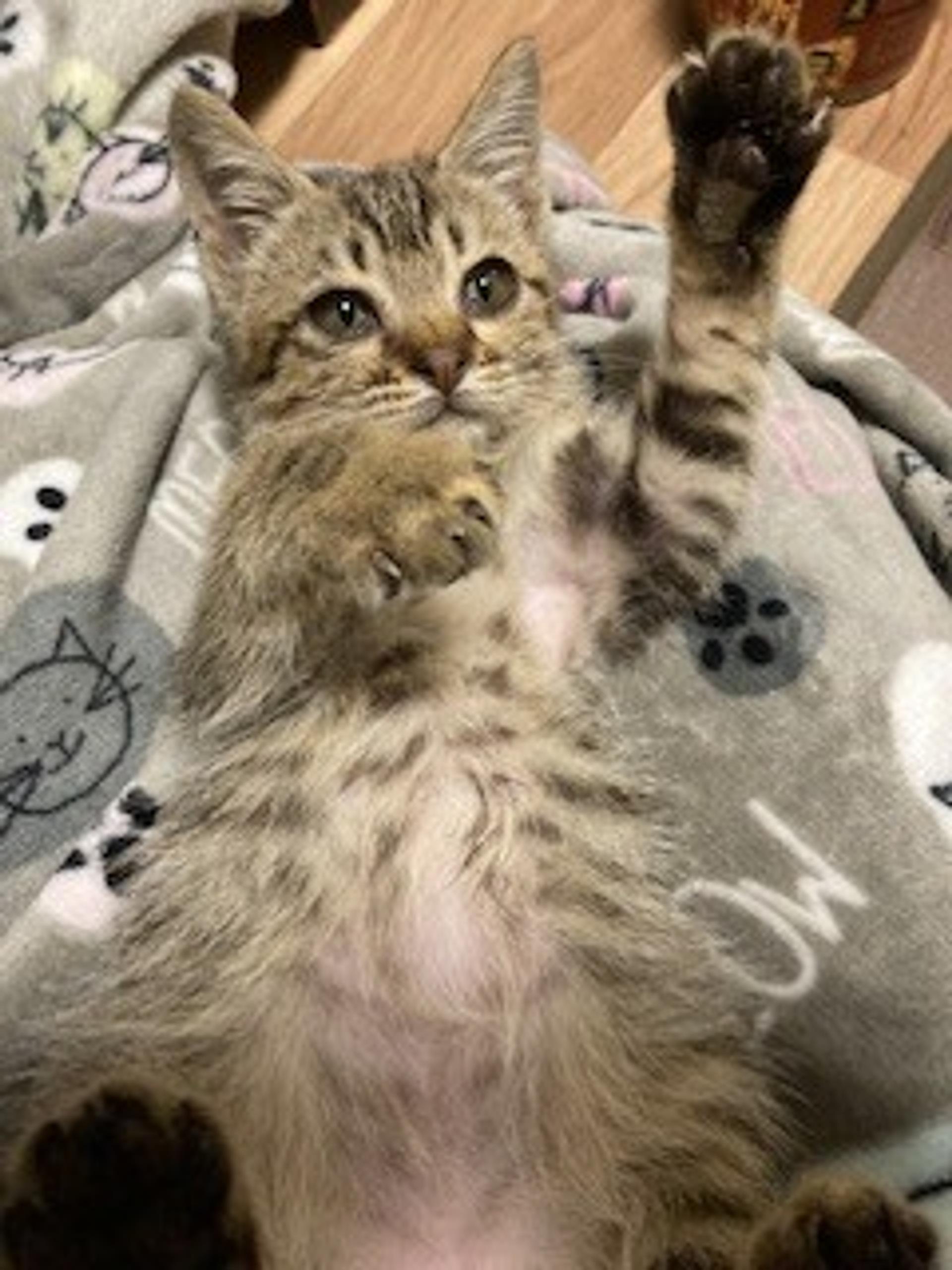 pet-image-4