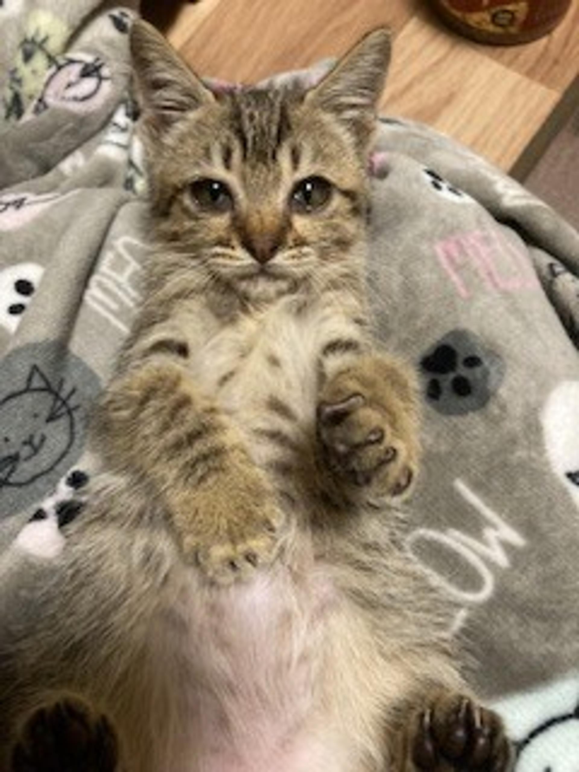pet-image-5