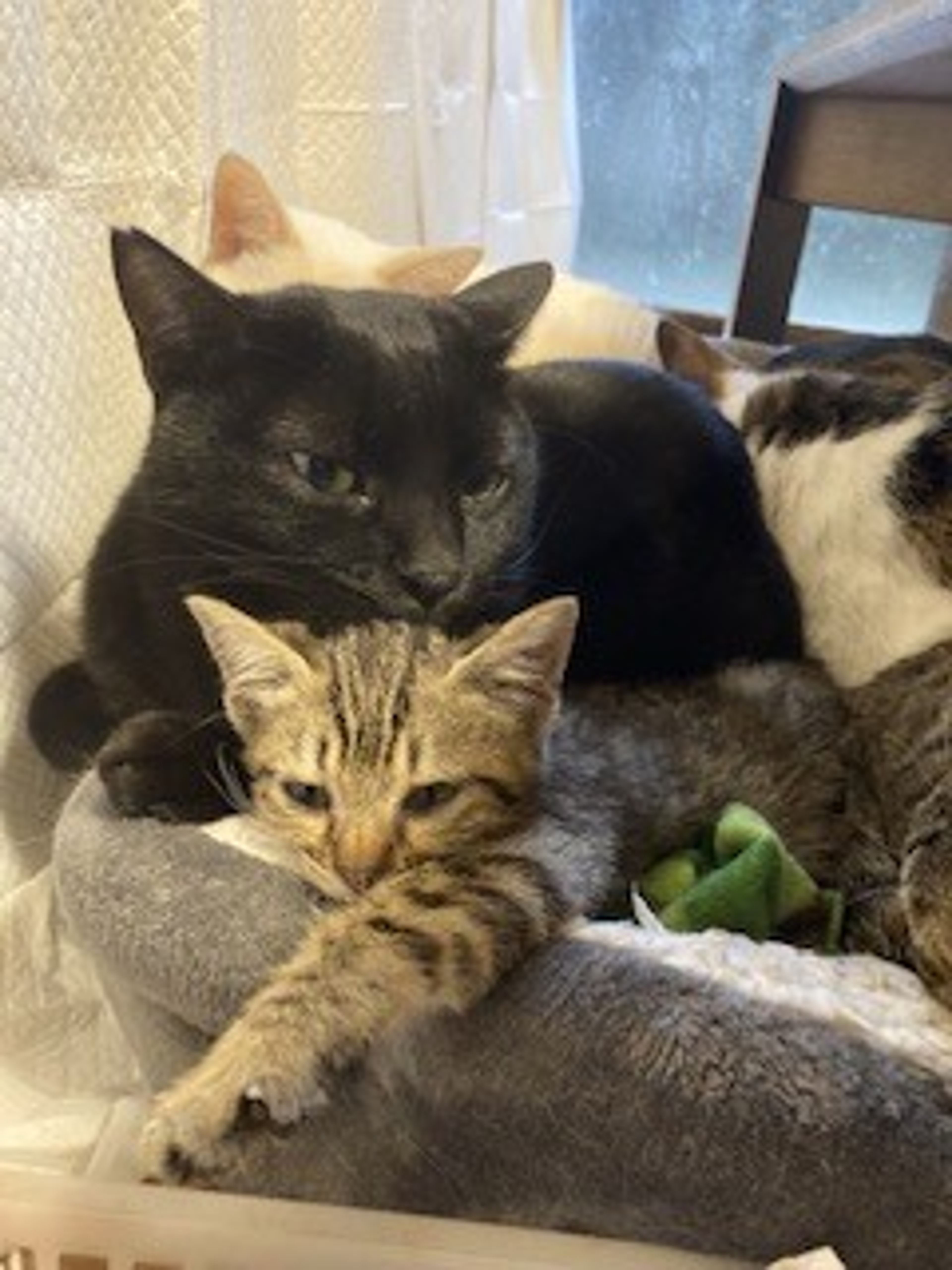 pet-image-7