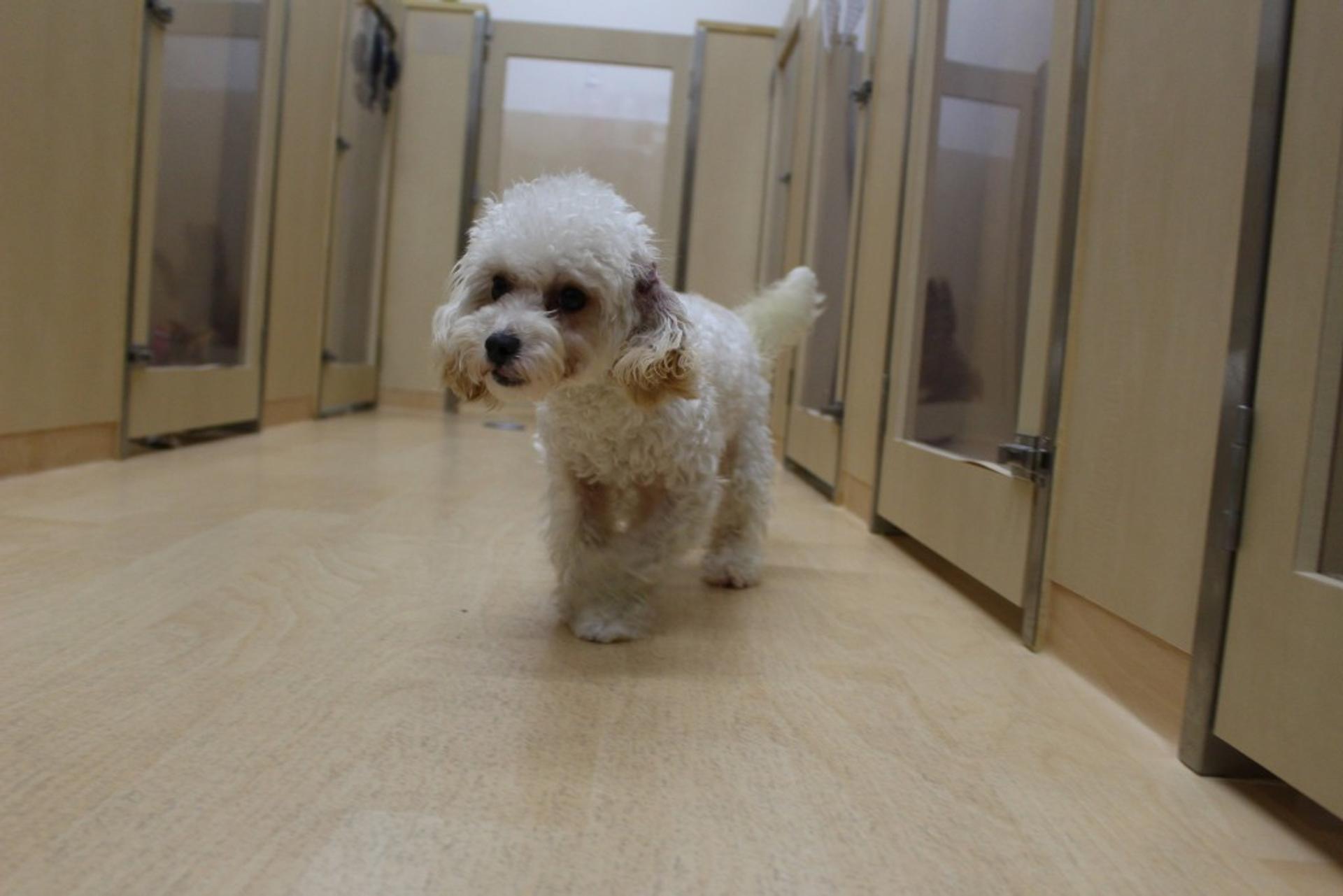 pet-image-3