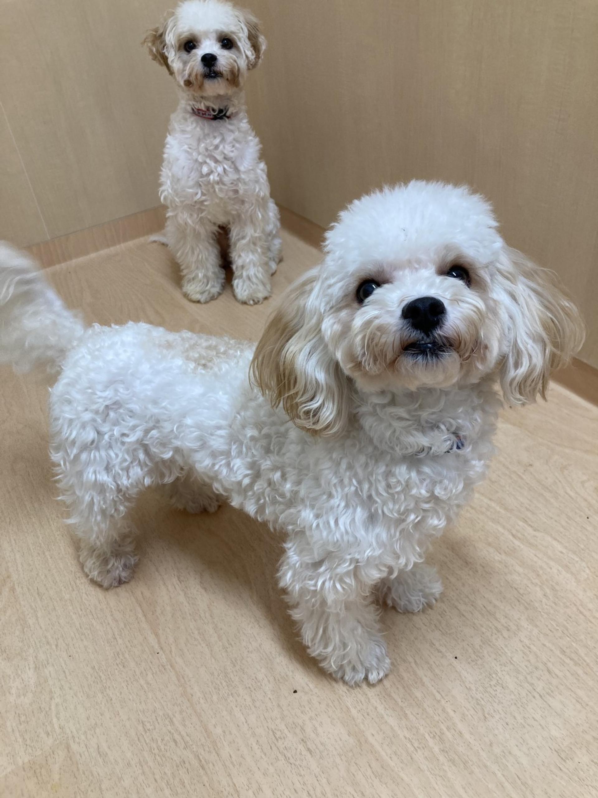 pet-image-2