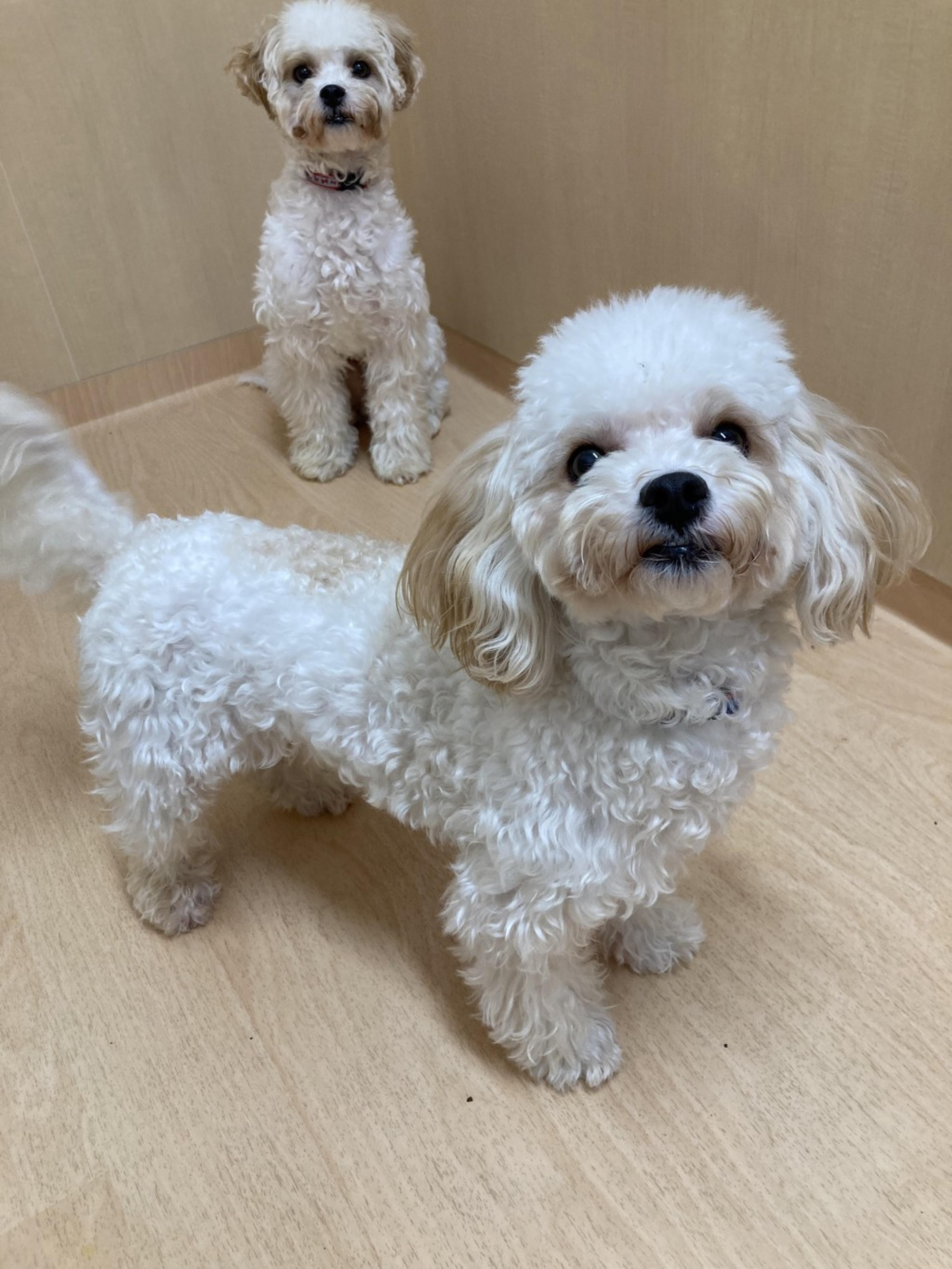 pet-image-2