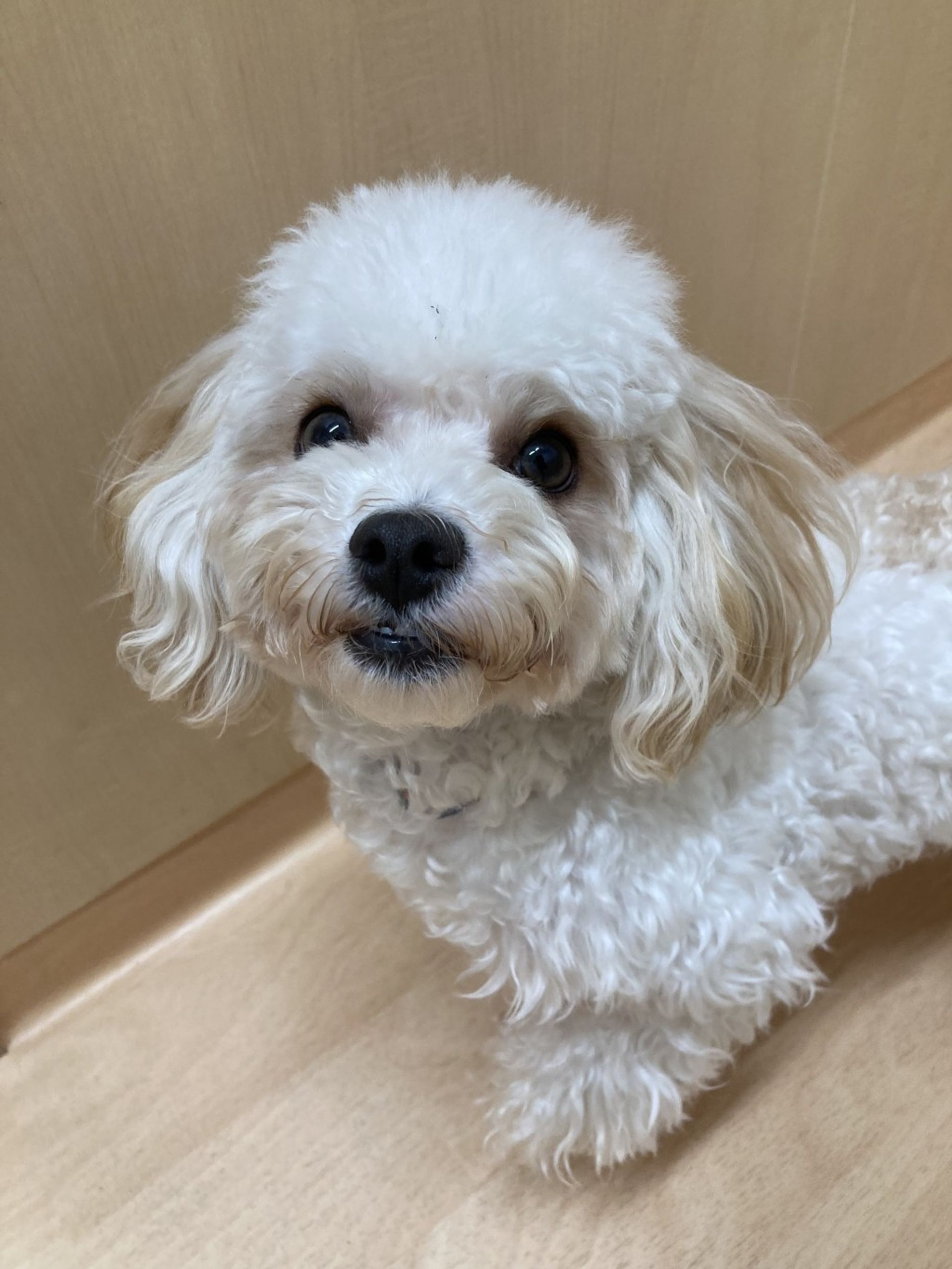 雑種（ミックス犬）・オスの里親募集の写真