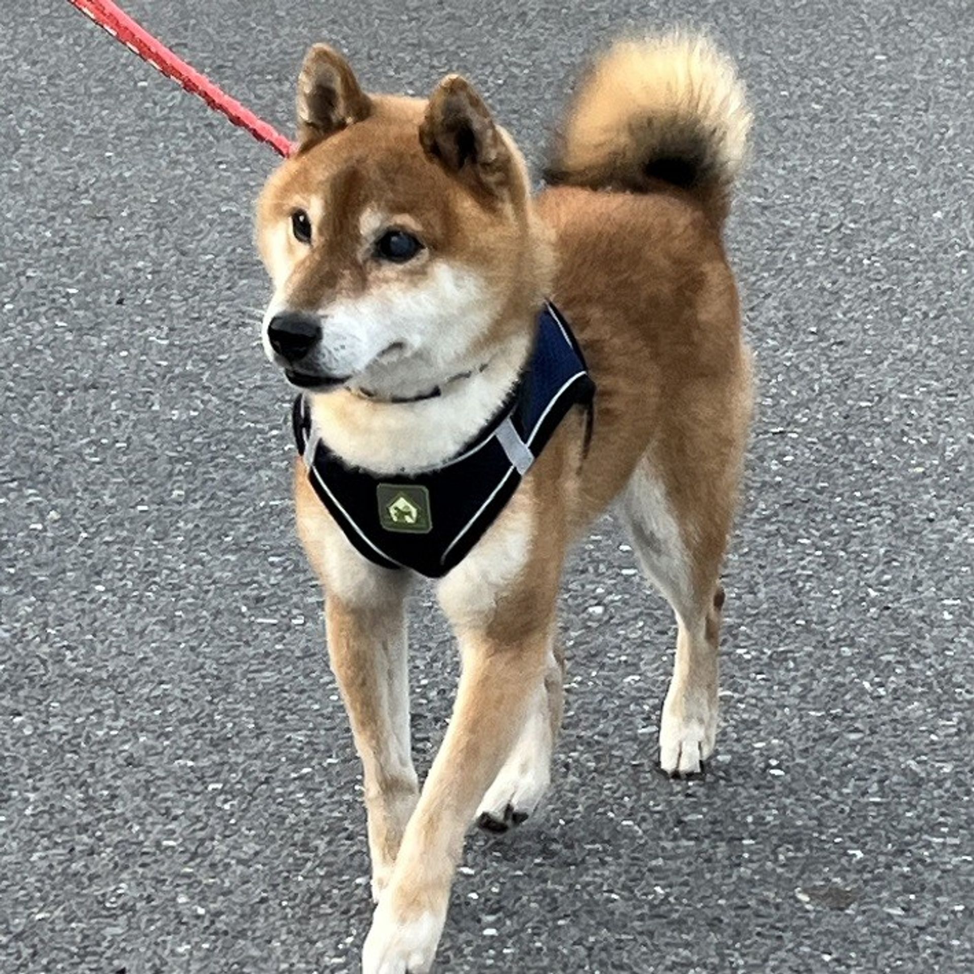 柴犬・オスの里親募集の写真