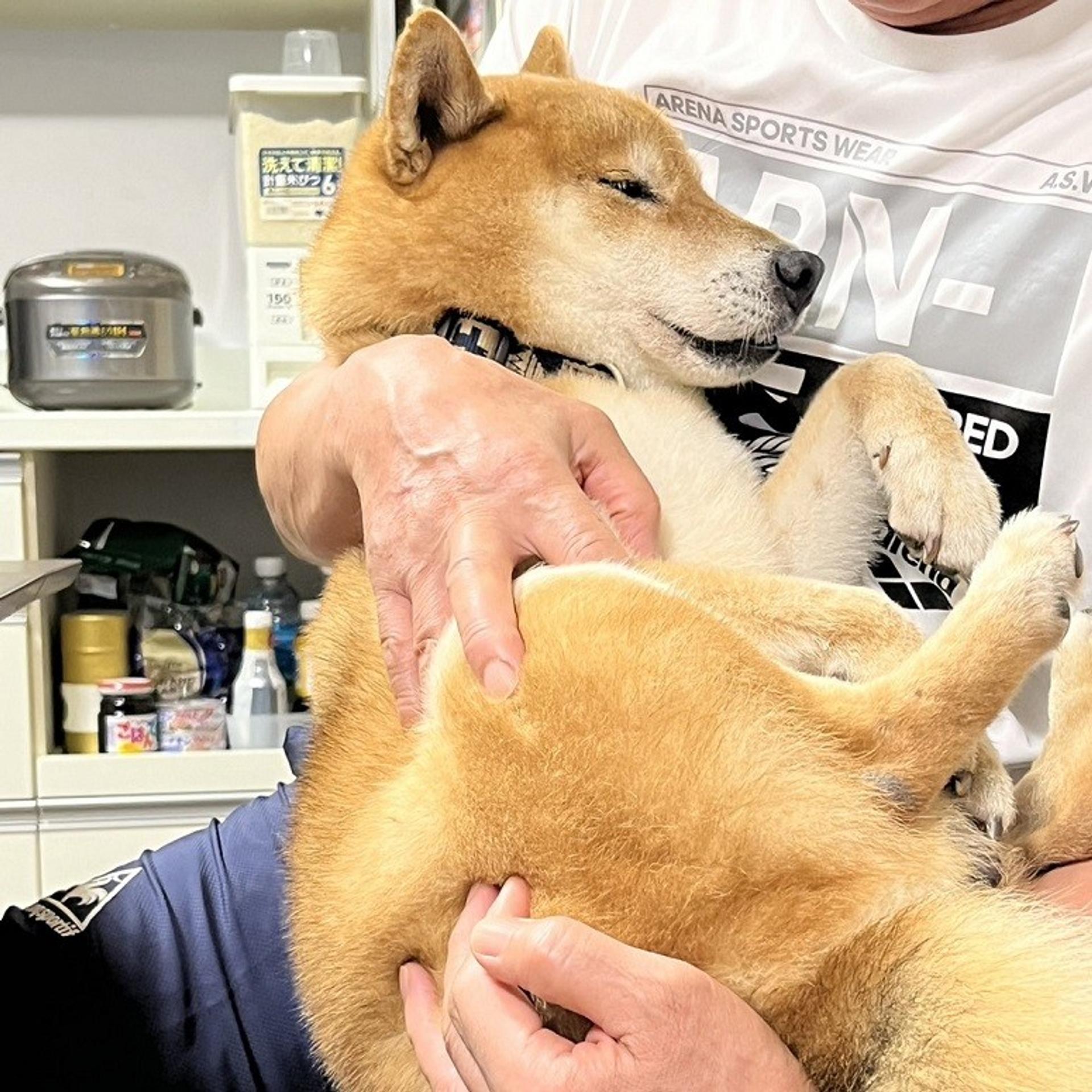 pet-image-3