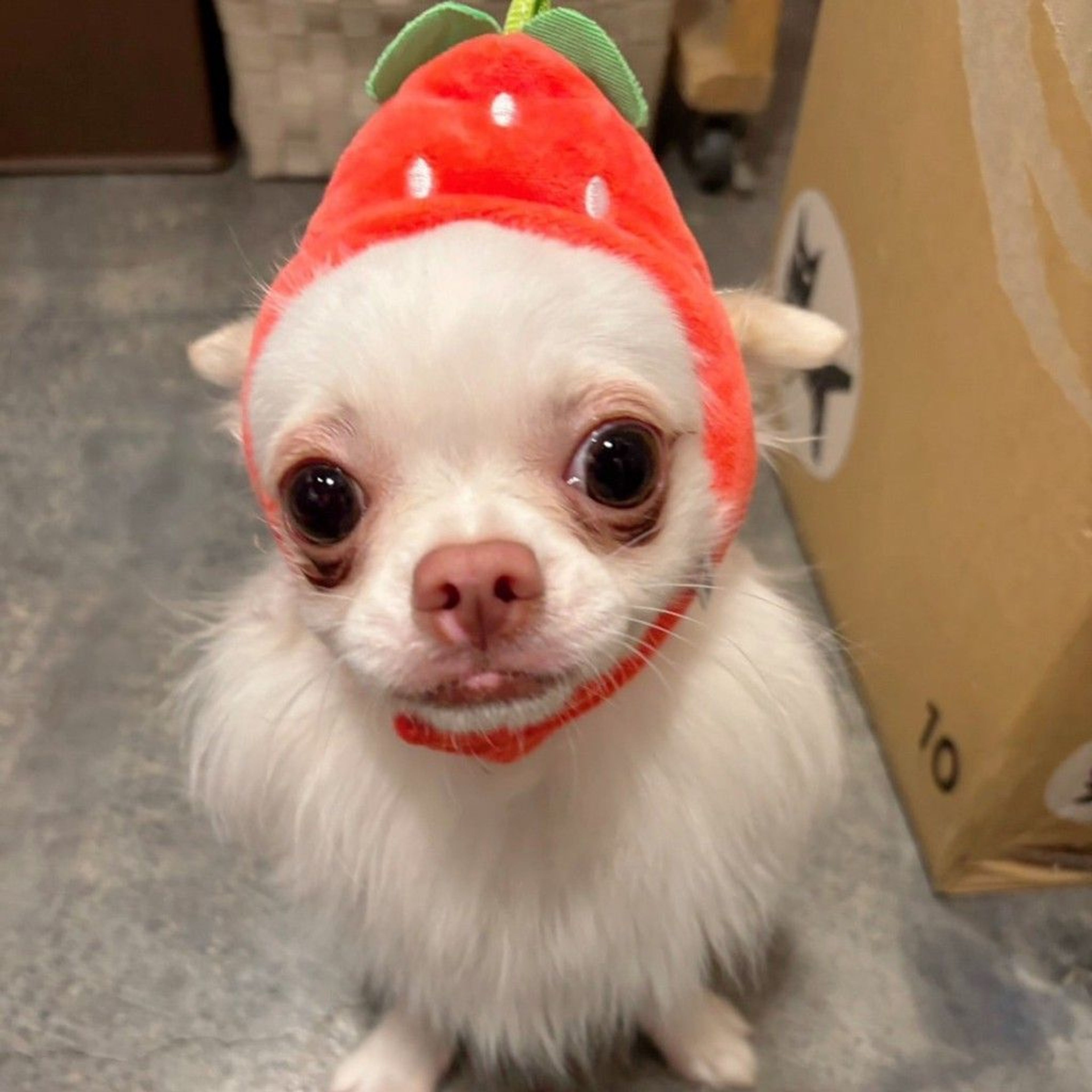 チワワ・オスの里親募集の写真