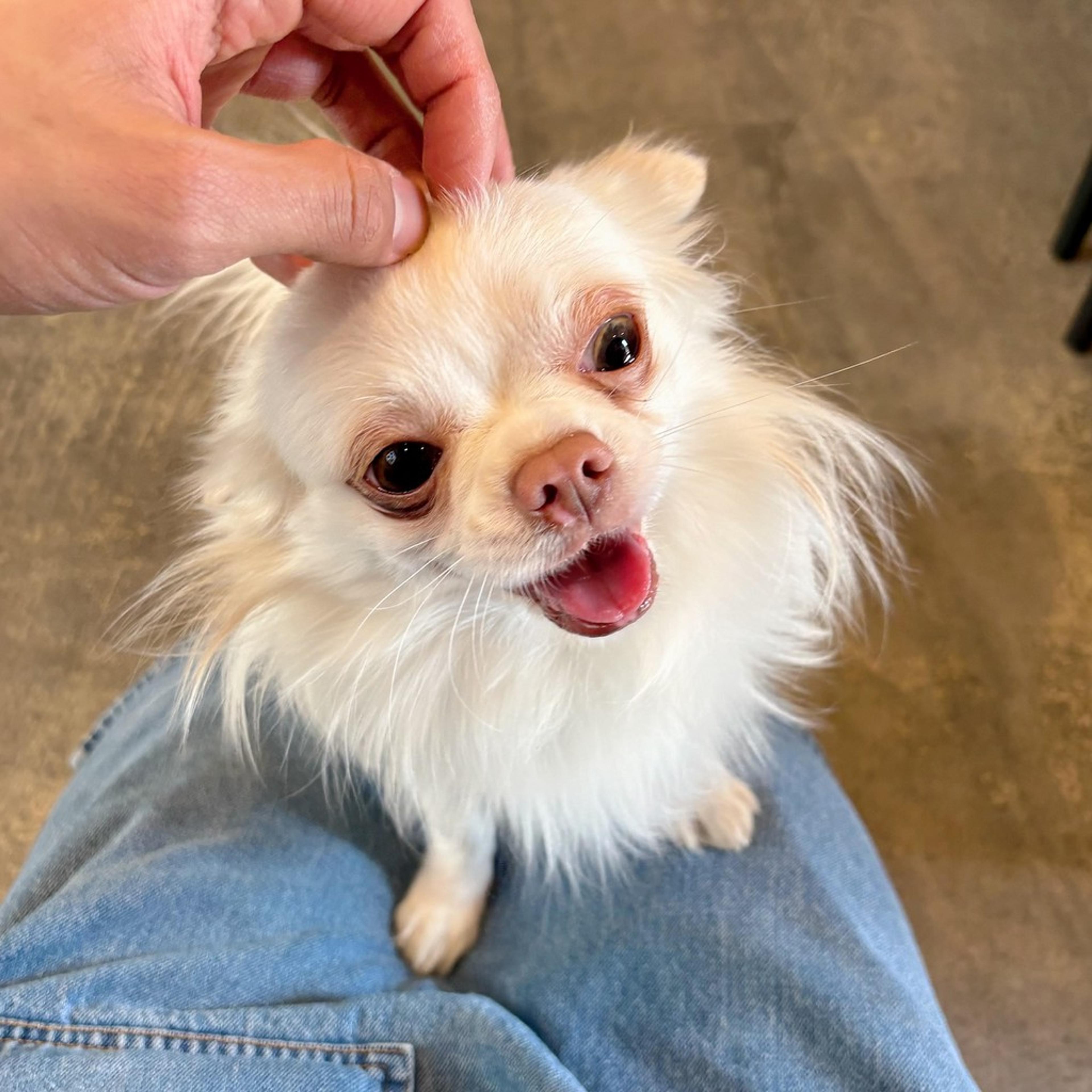 pet-image-2