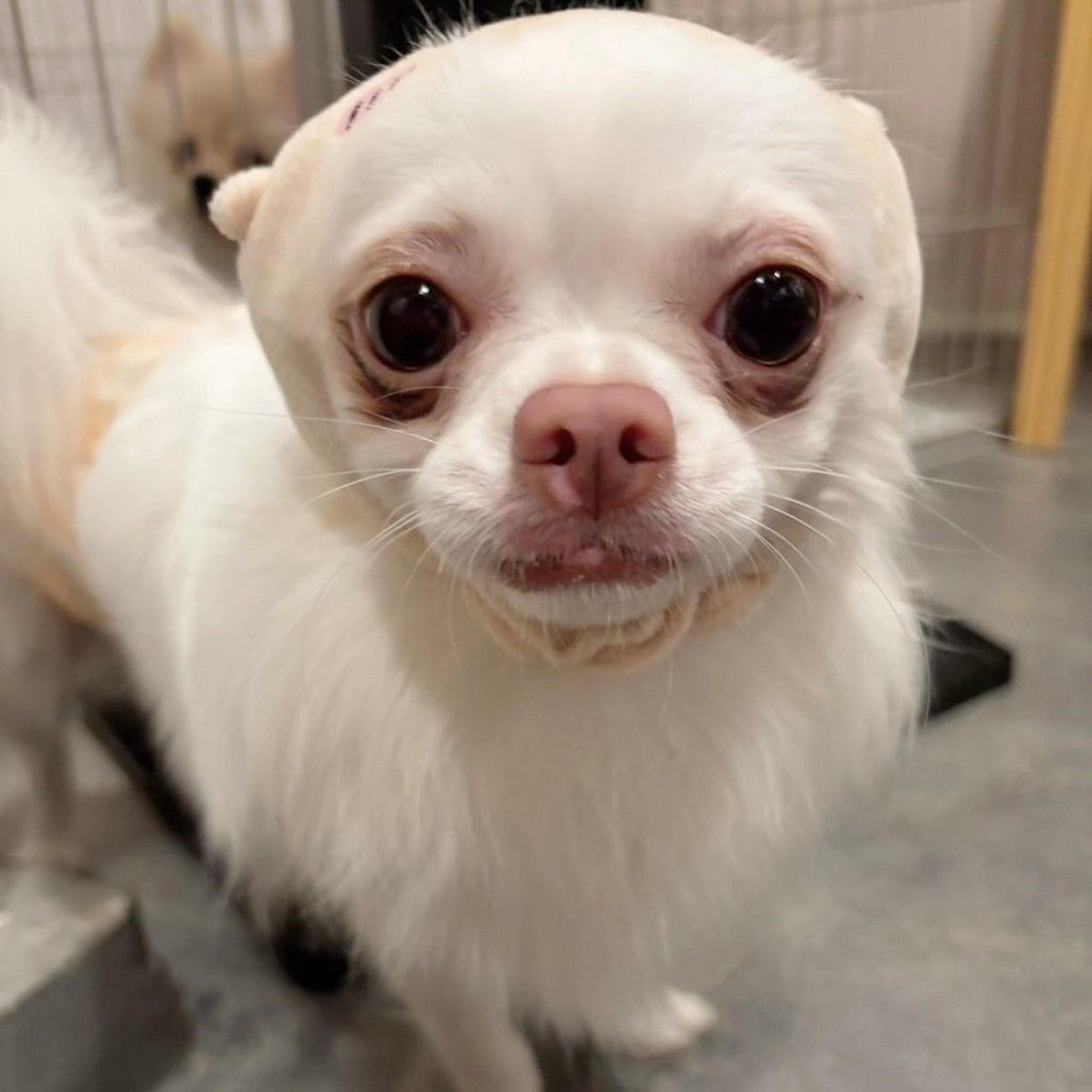 pet-image-3
