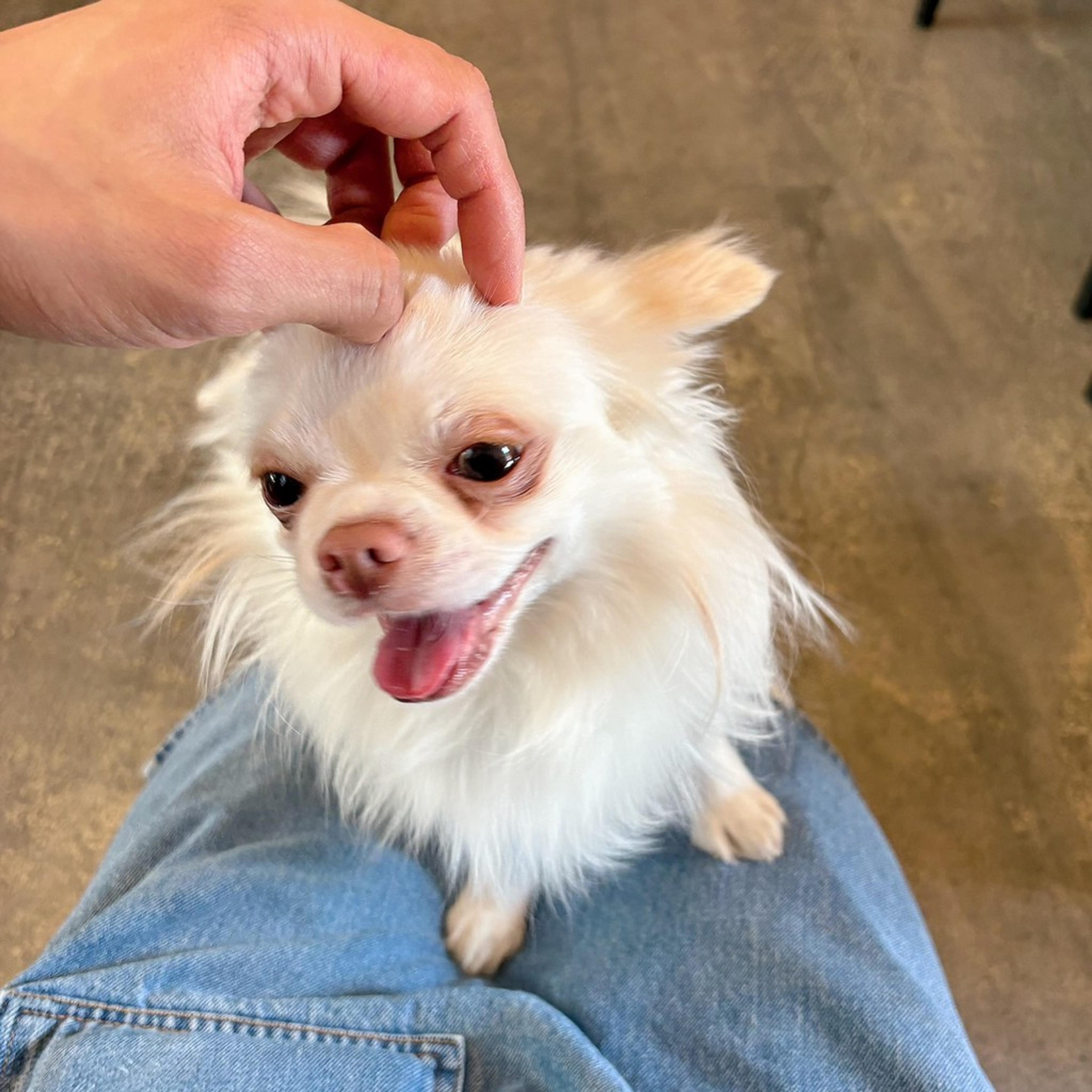 pet-image-4