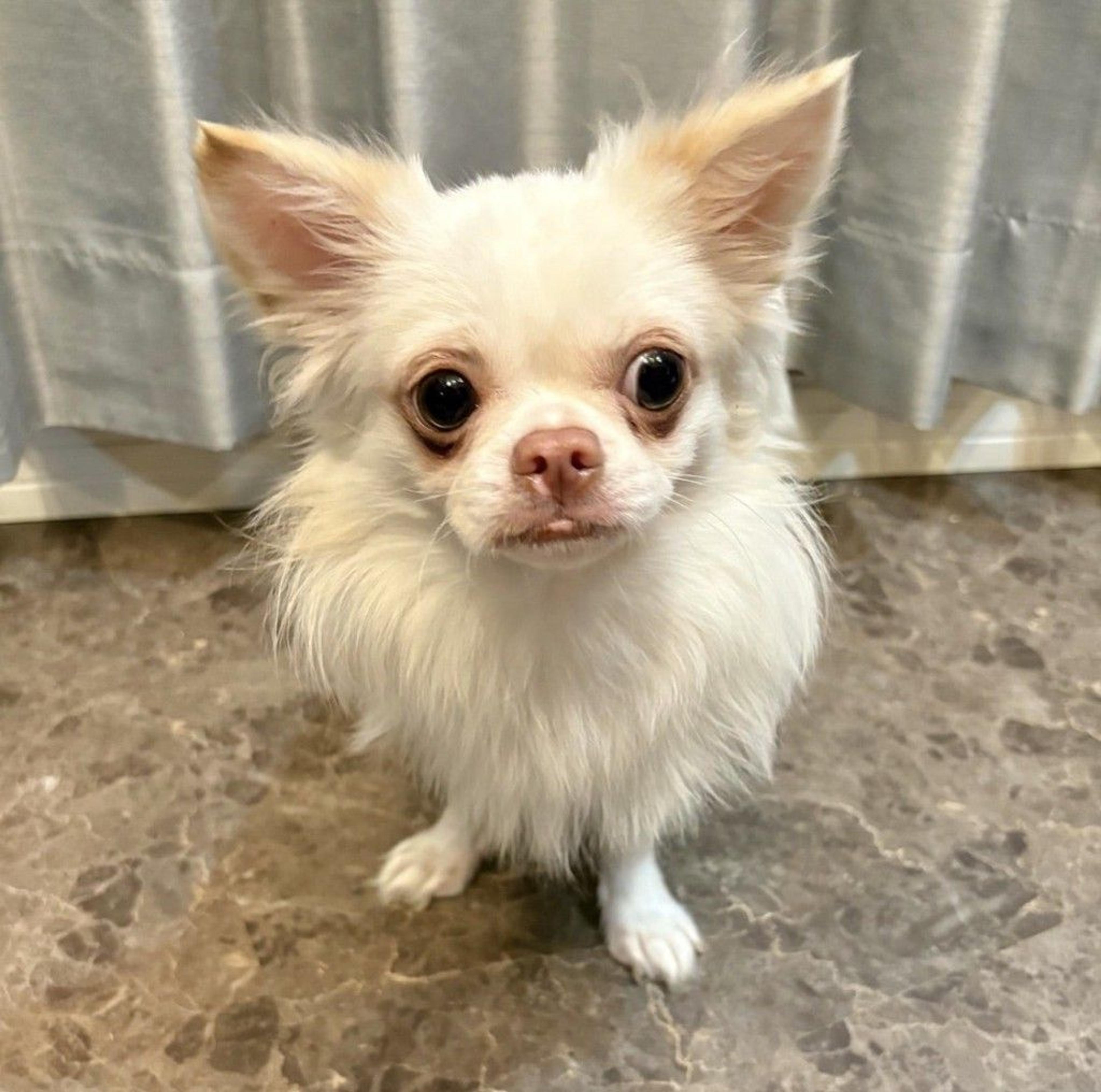 pet-image-5