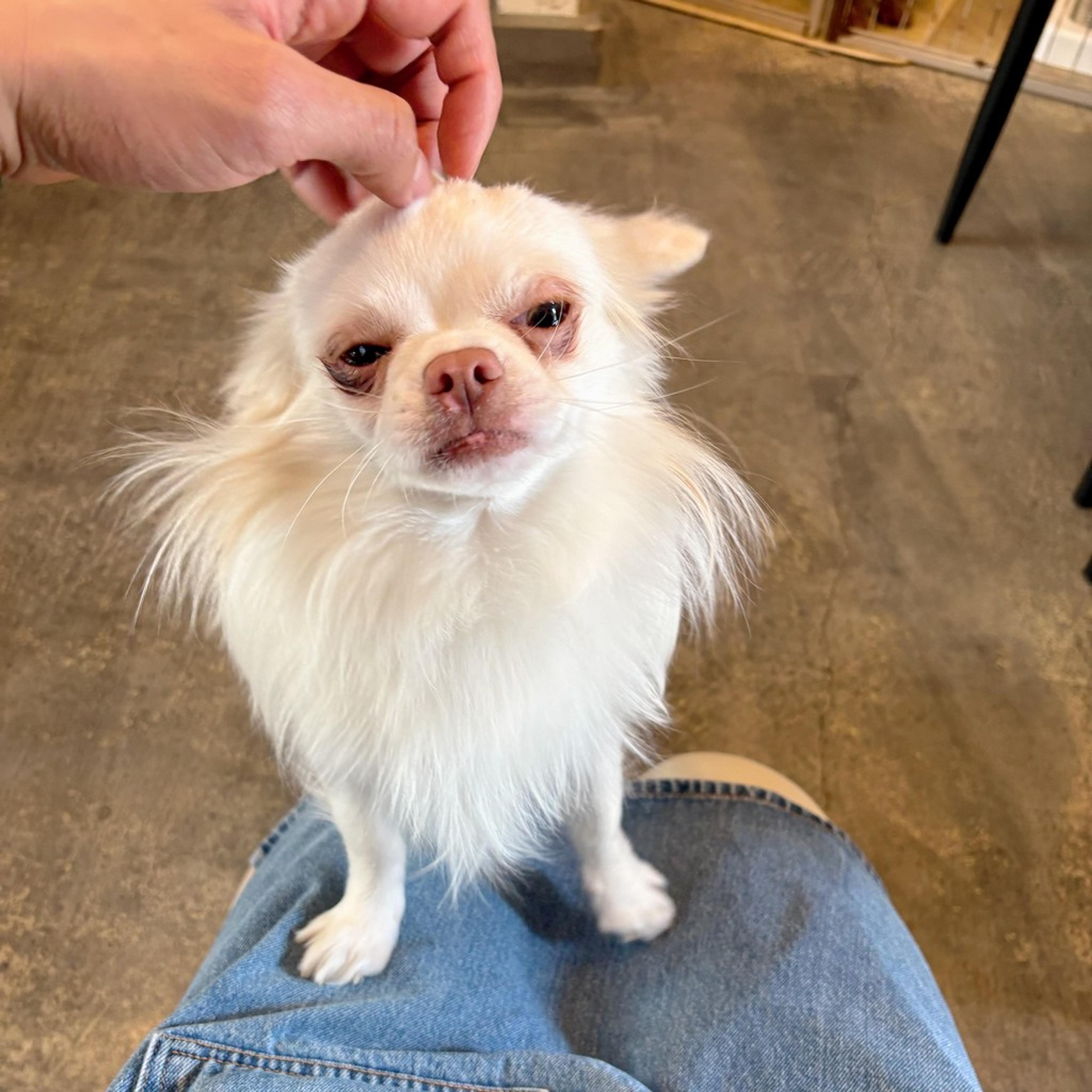 pet-image-6