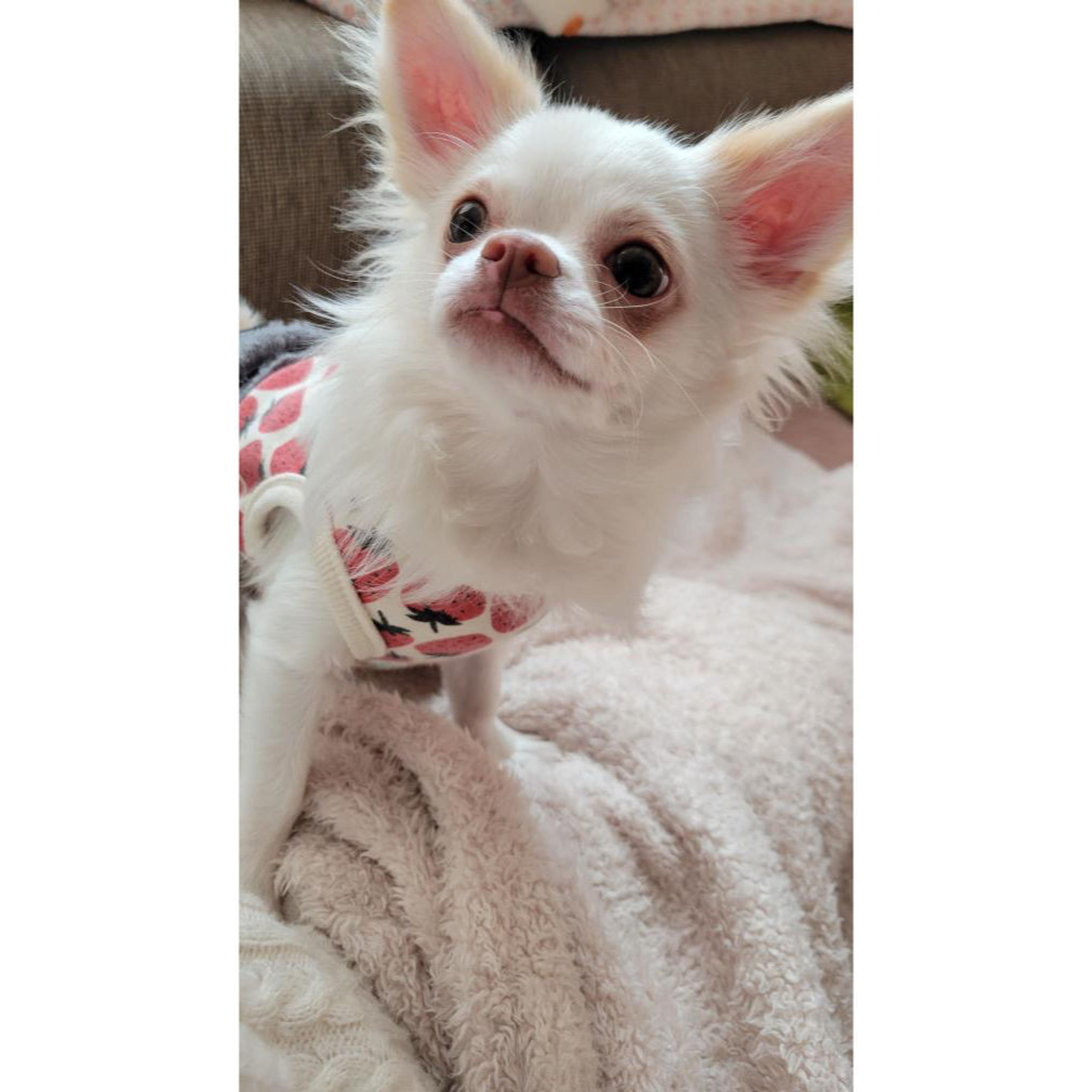 pet-image-8