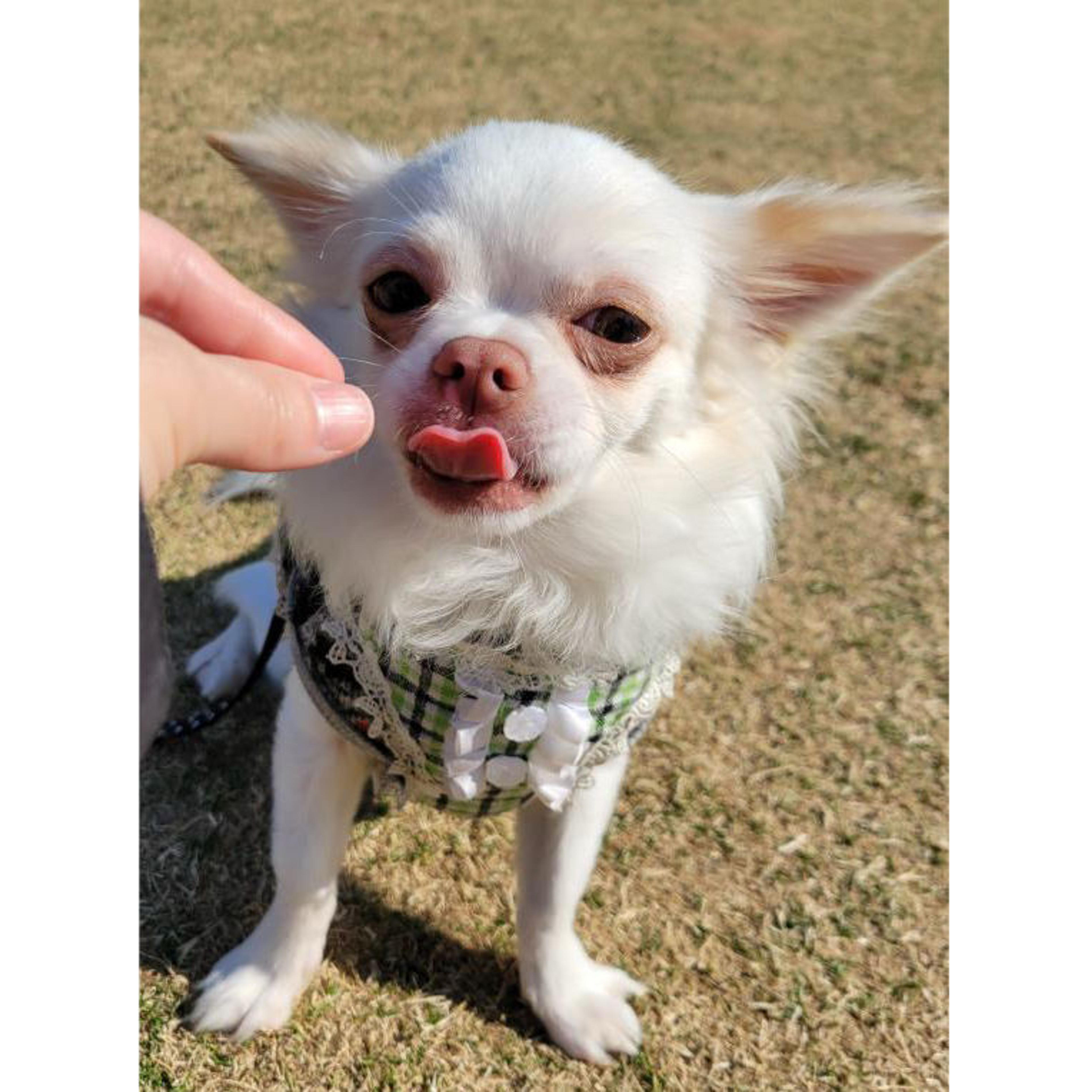 pet-image-9