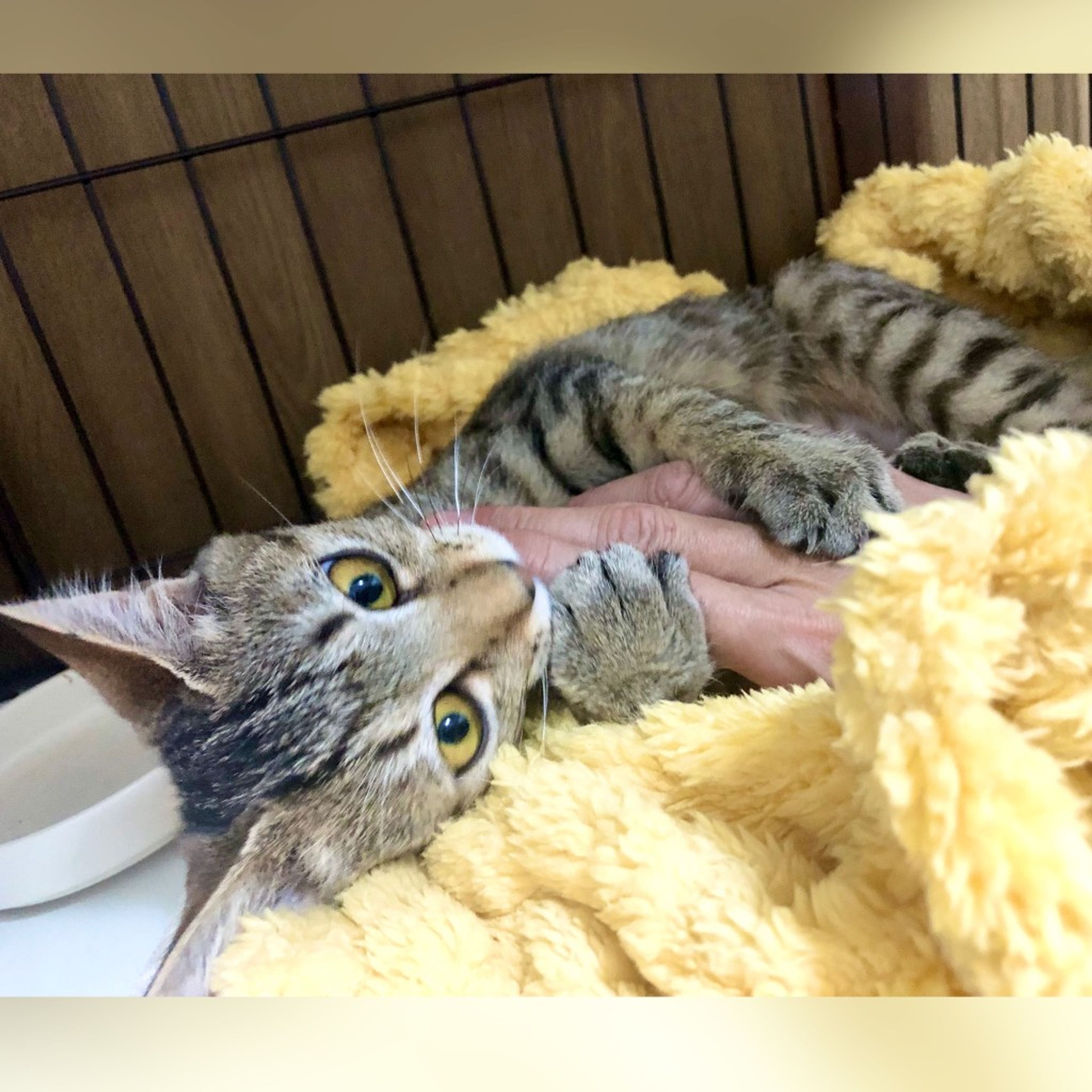 pet-image-3