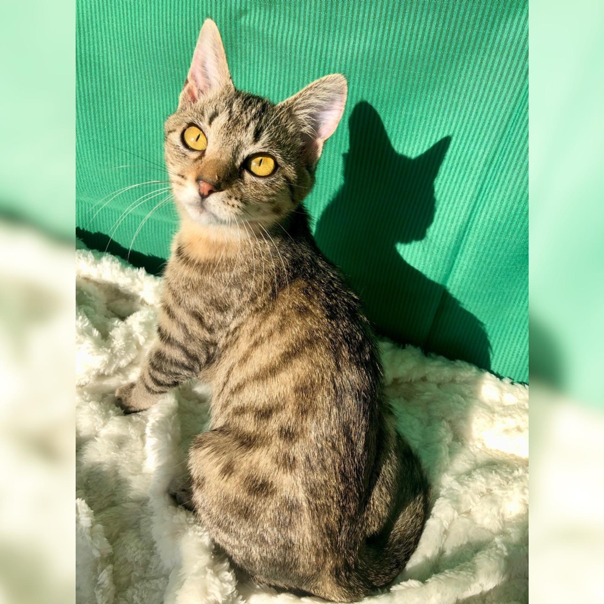 pet-image-5