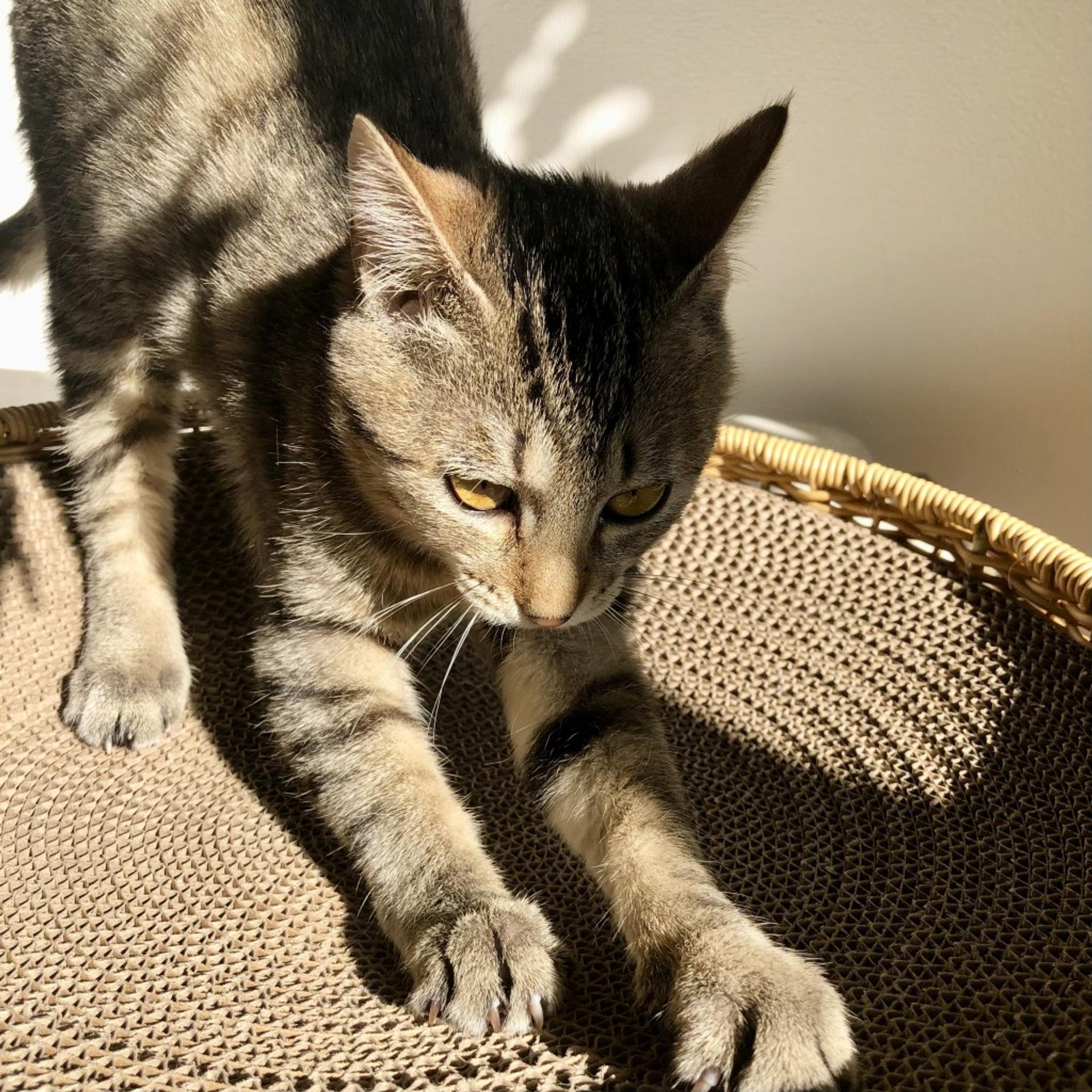 pet-image-9