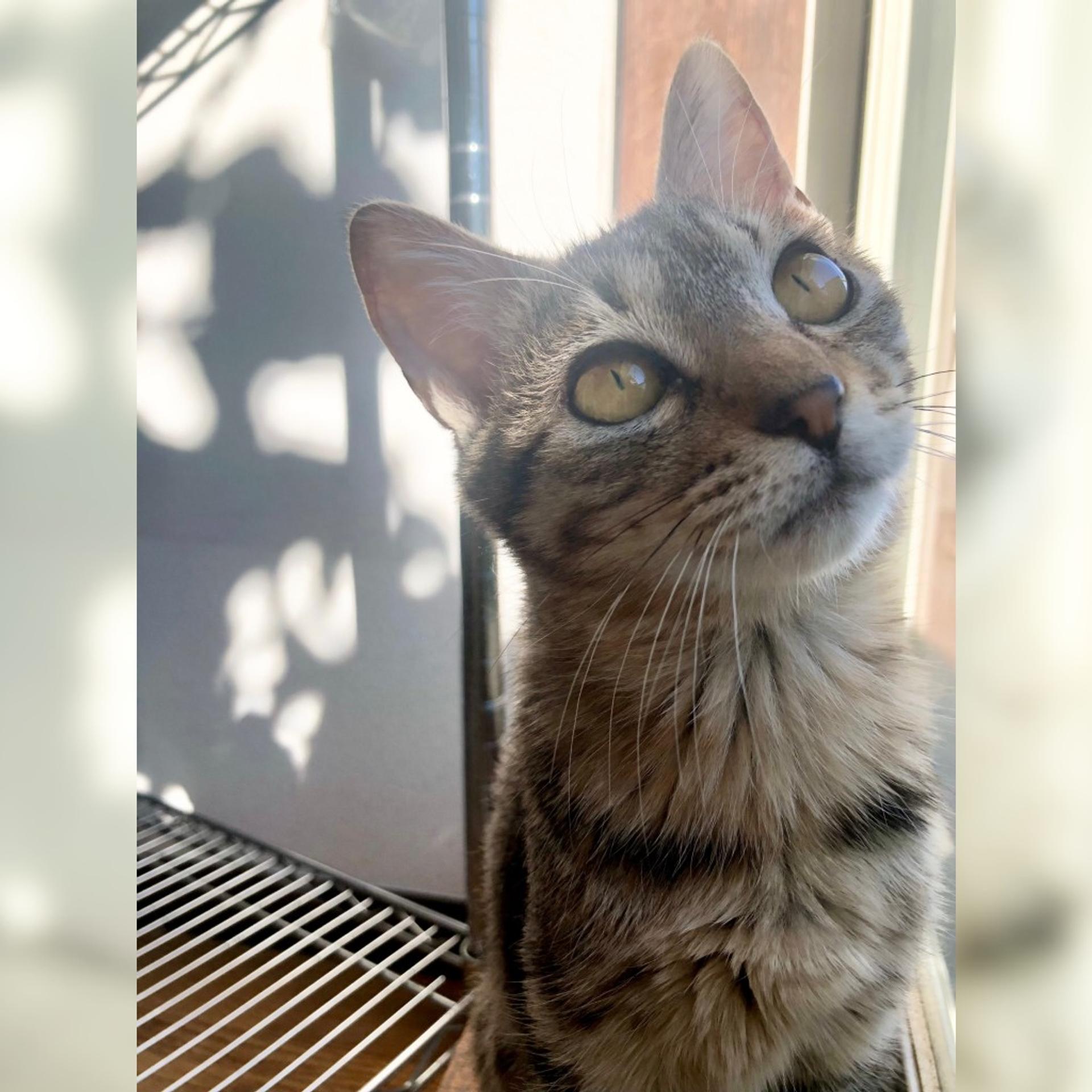 pet-image-6