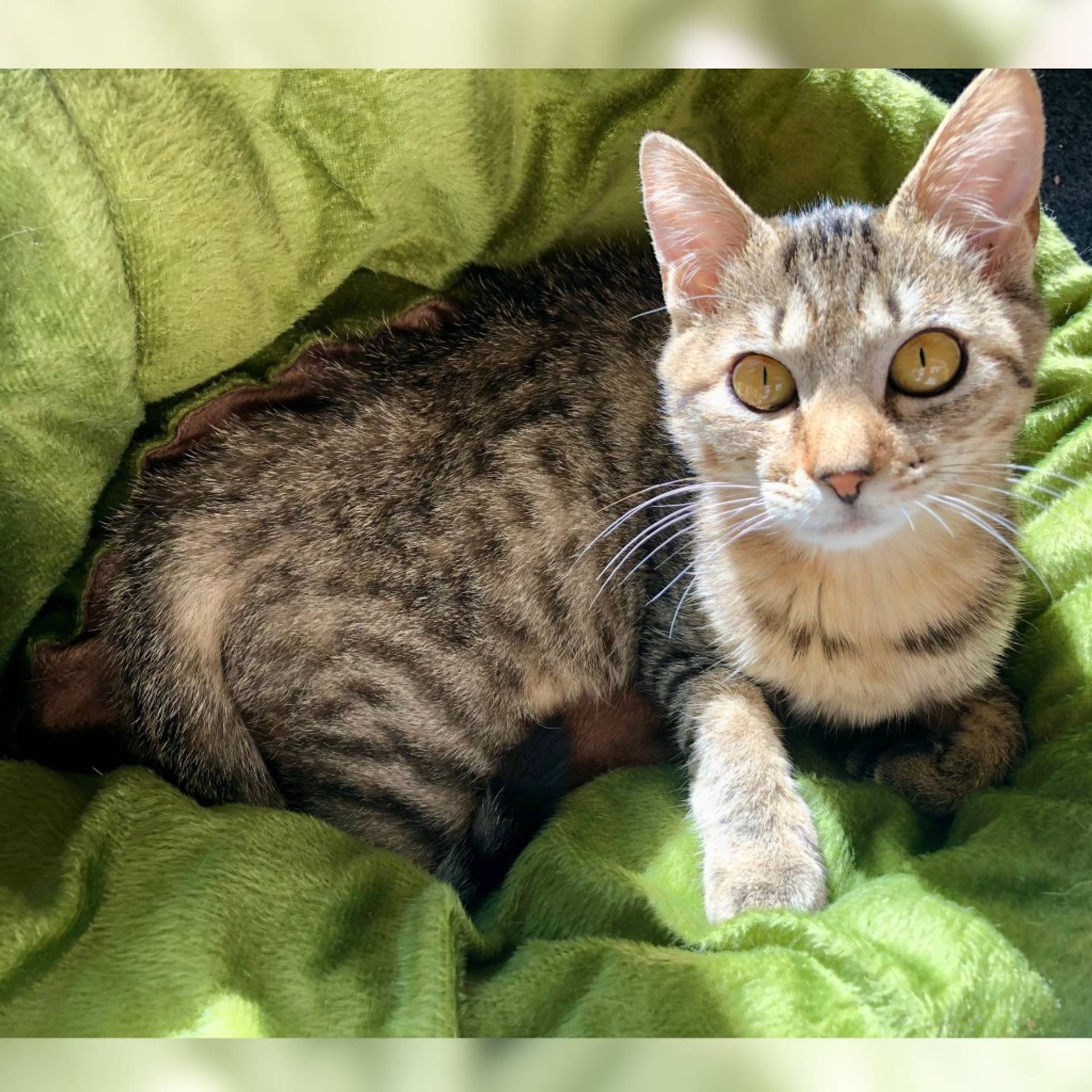 雑種（ミックス猫）・メスの里親募集の写真