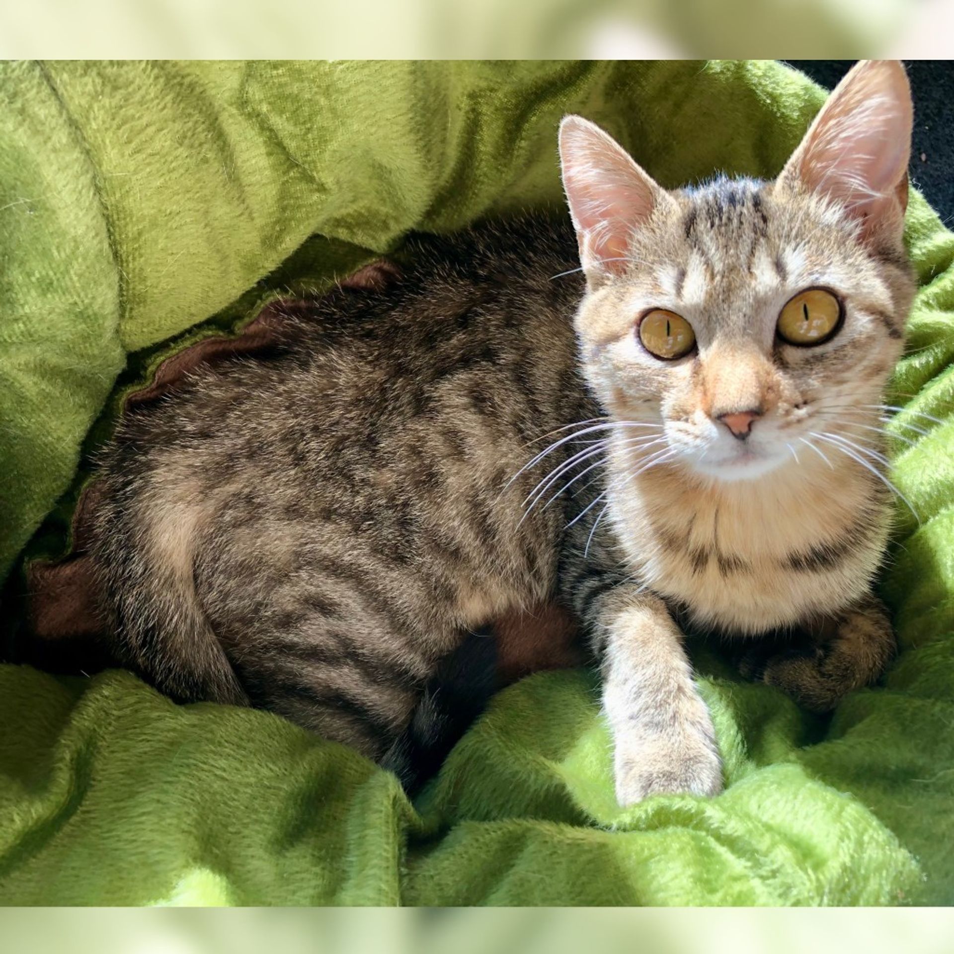 雑種（ミックス猫）・メスの里親募集の写真