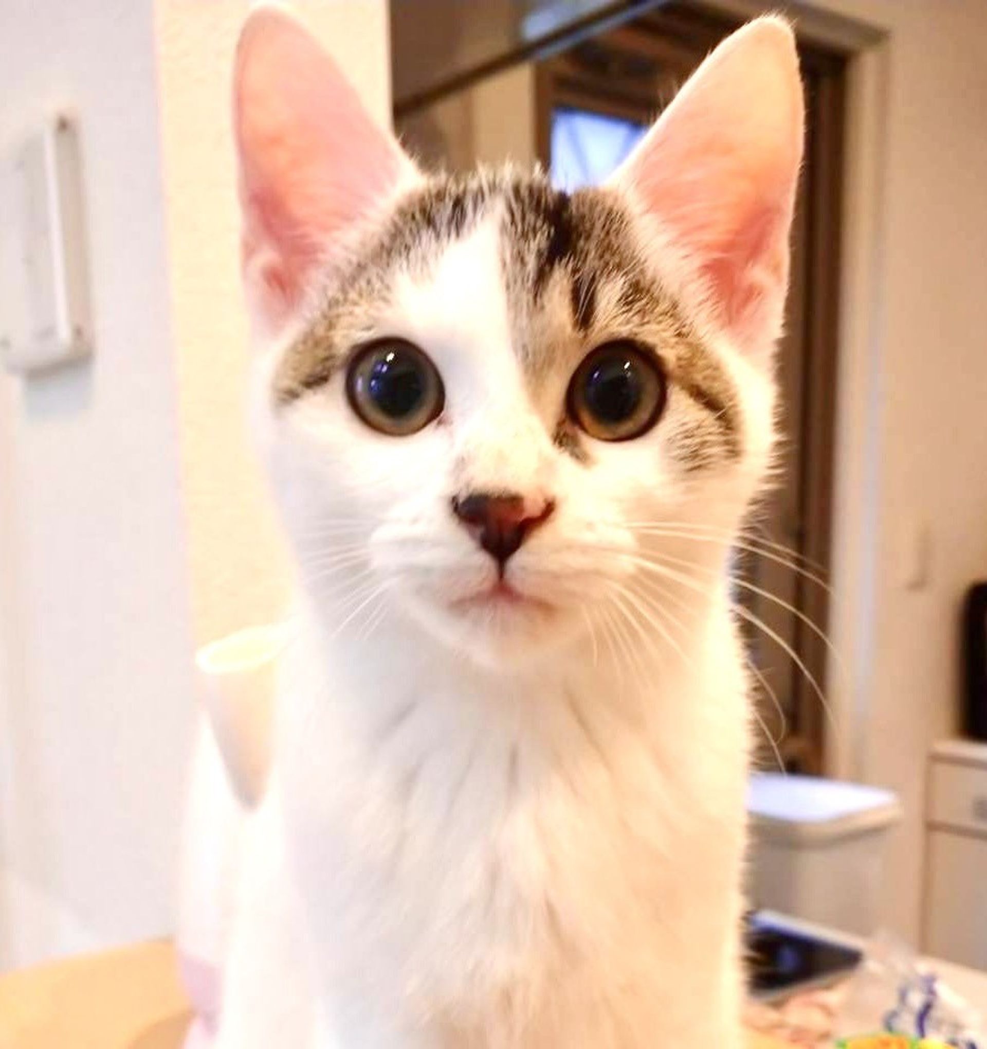 雑種（ミックス猫）・オスの里親募集の写真