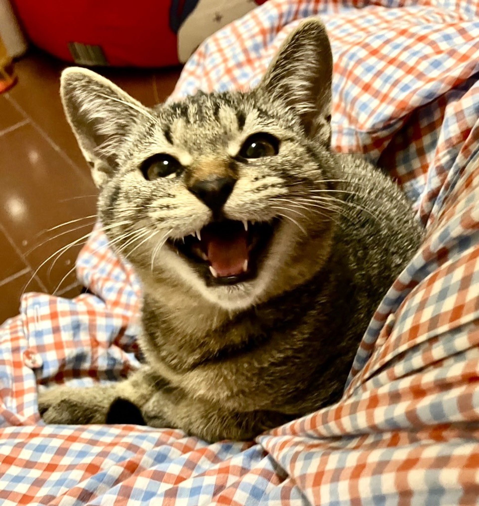 雑種（ミックス猫）・オスの里親募集の写真