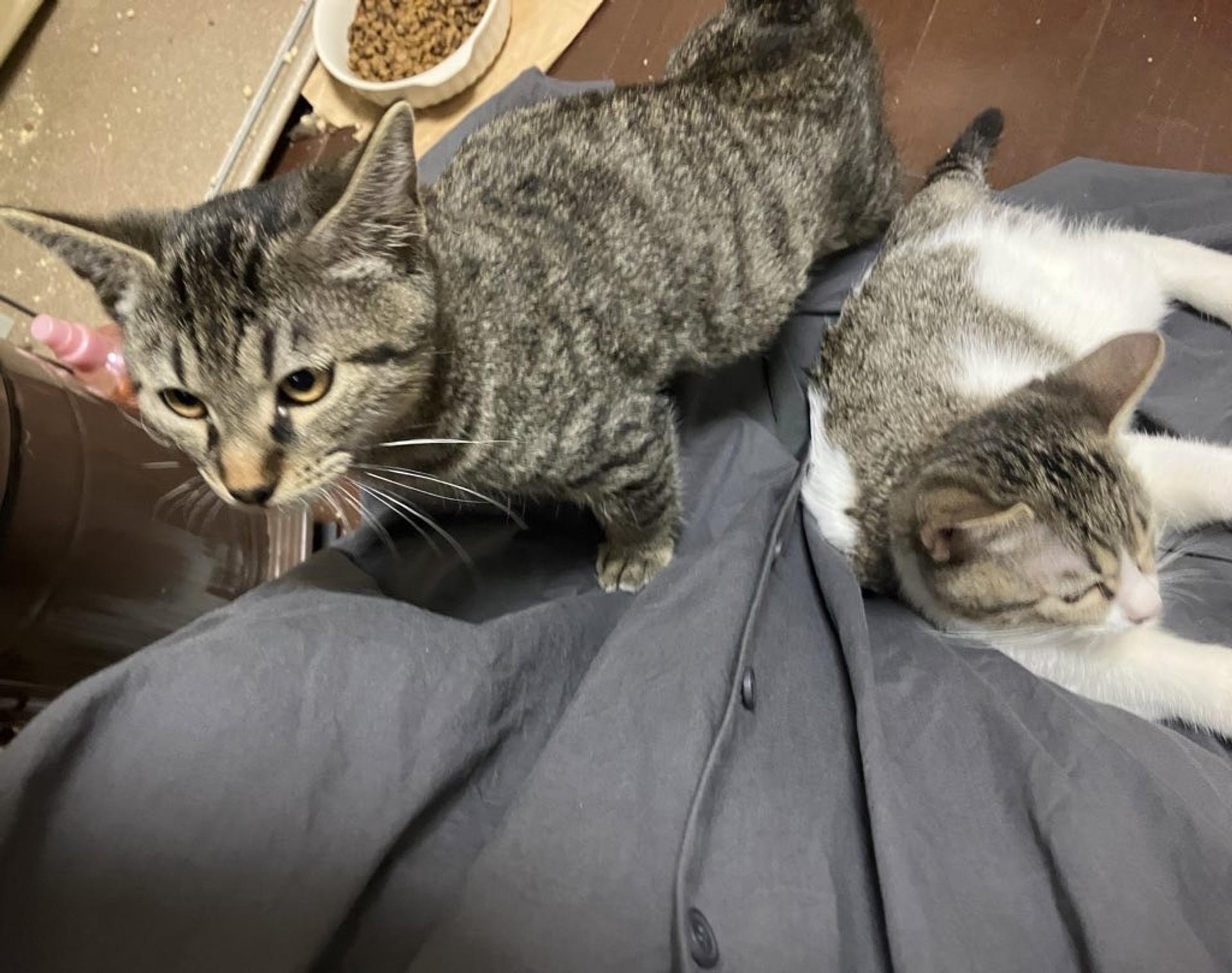 pet-image-3