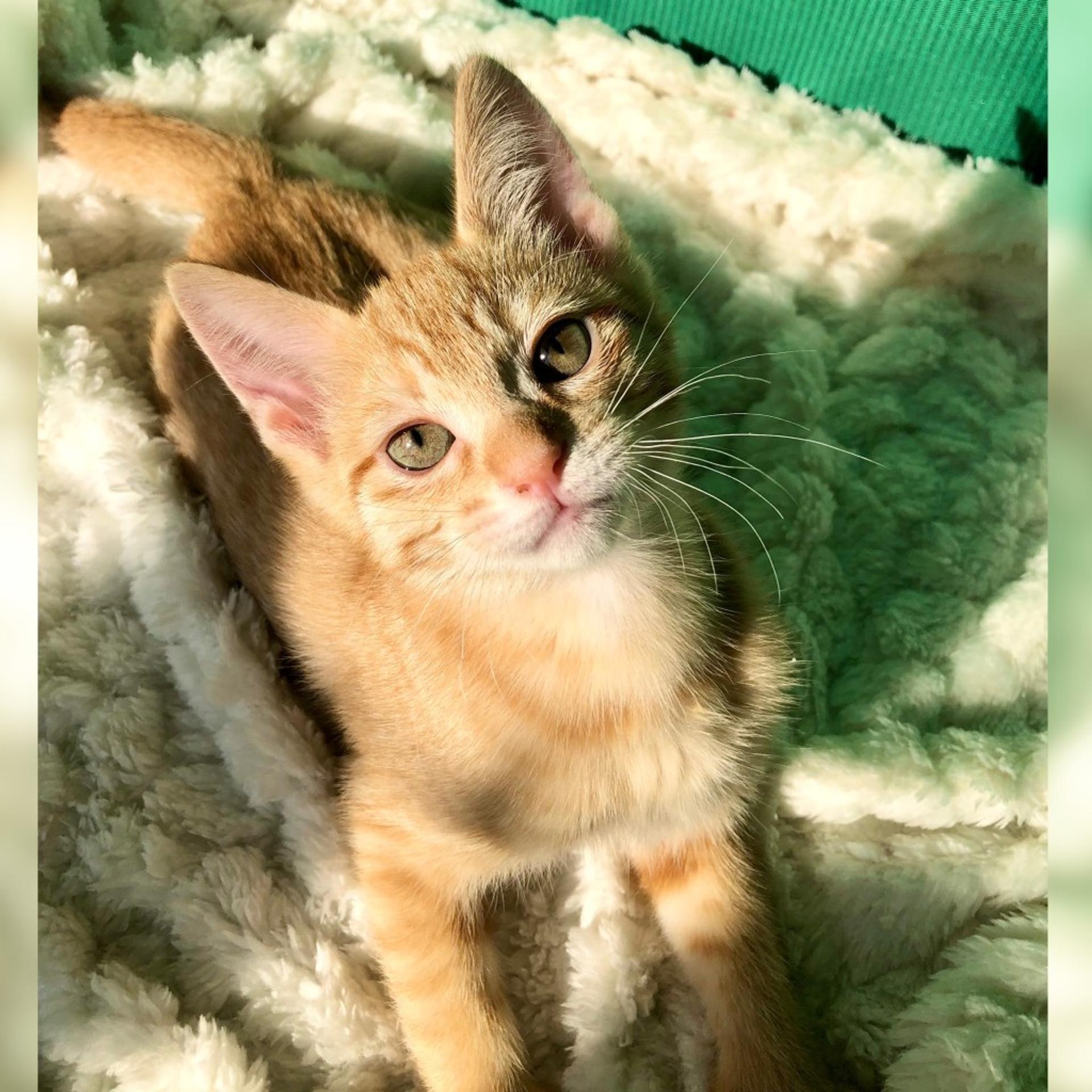 pet-image-2