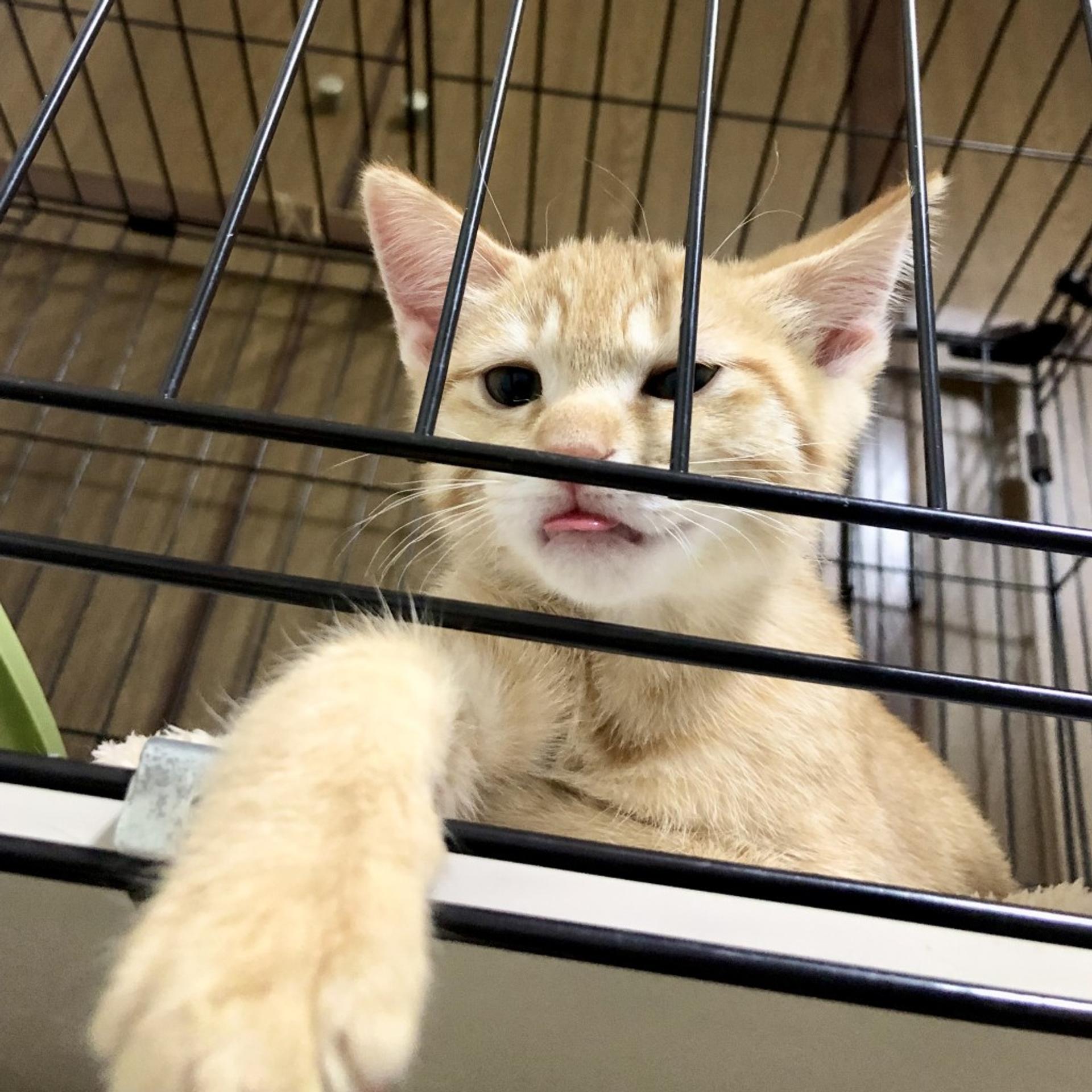 pet-image-7