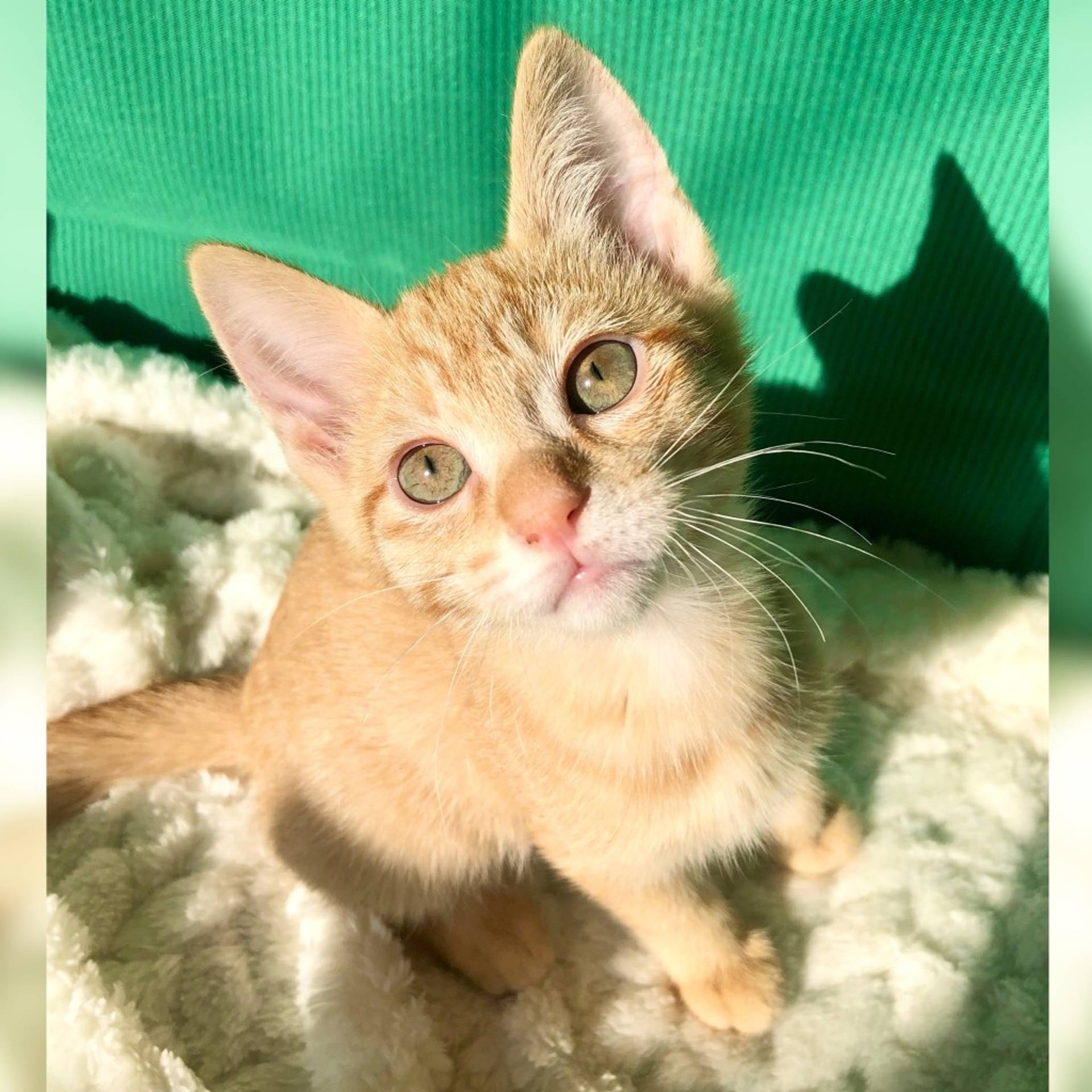 雑種（ミックス猫）・メスの里親募集の写真