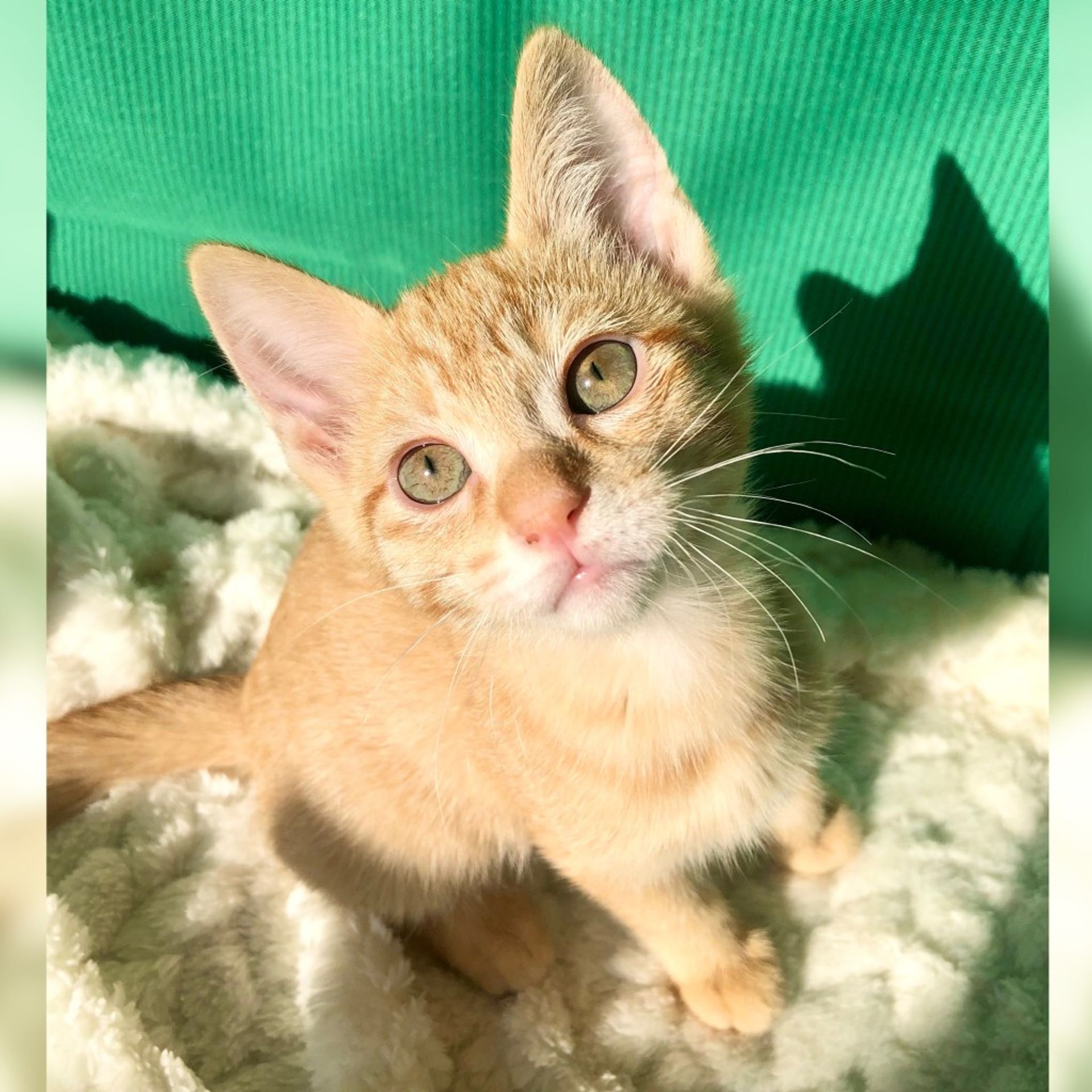 雑種（ミックス猫）・メスの里親募集の写真