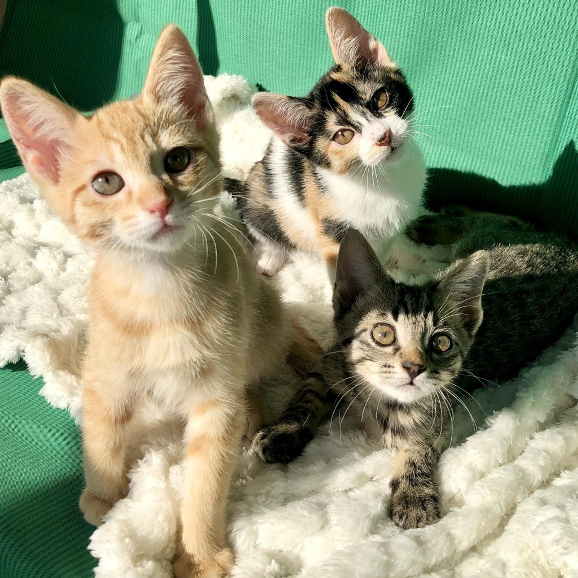 pet-image-4